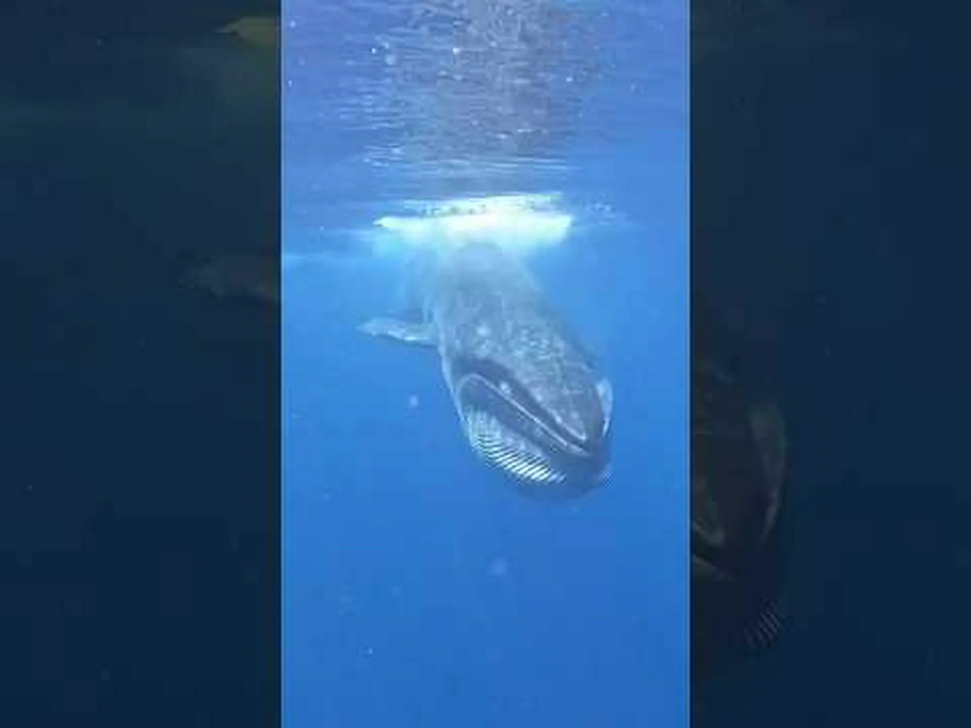 デラウェア州の最大の動物 9 匹とその生息地を発見 デラウェア州の最大の動物 9 匹とその生息地を発見