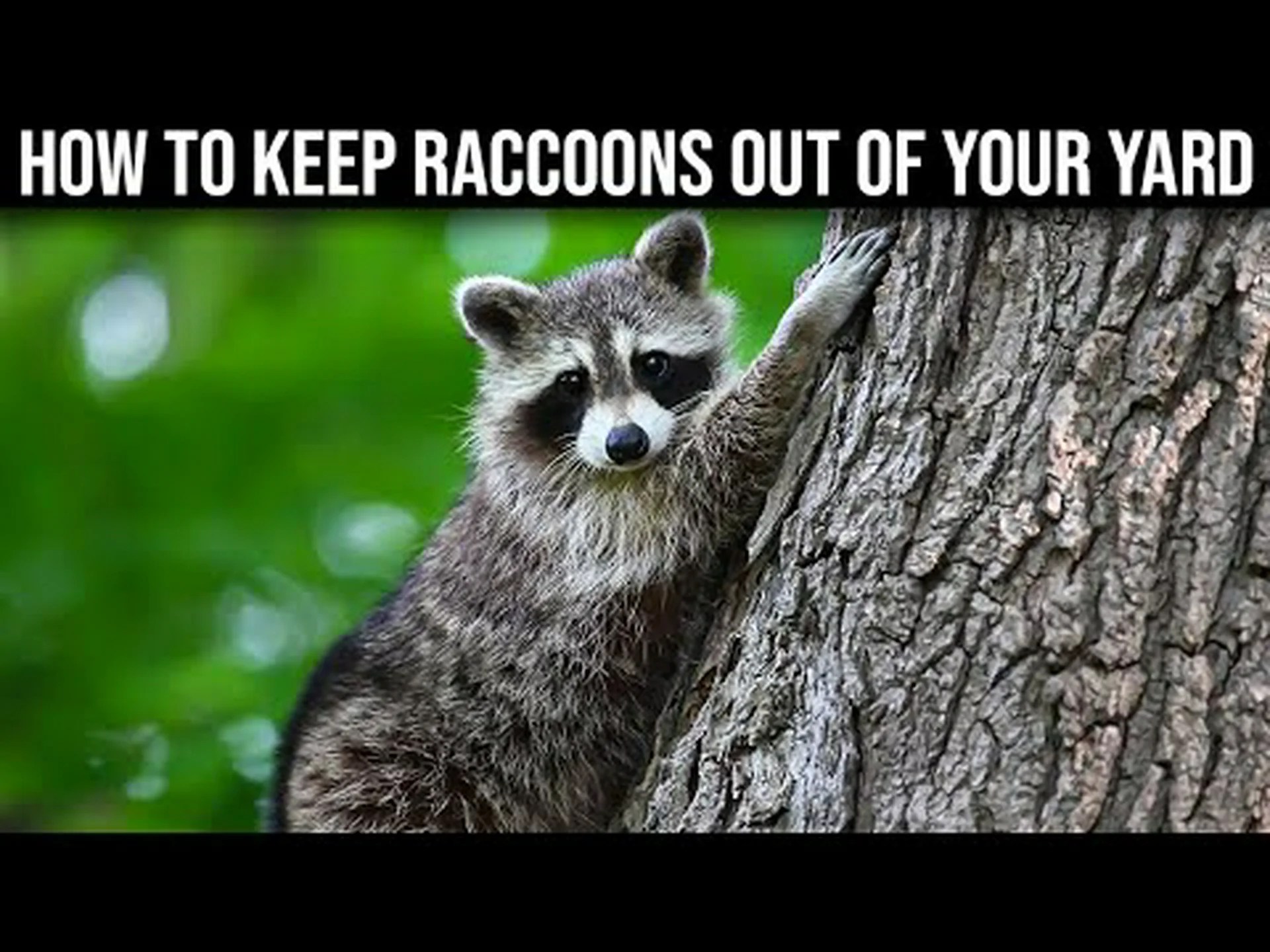 庭からアライグマを即座に駆除する方法 庭からアライグマを即座に駆除する方法