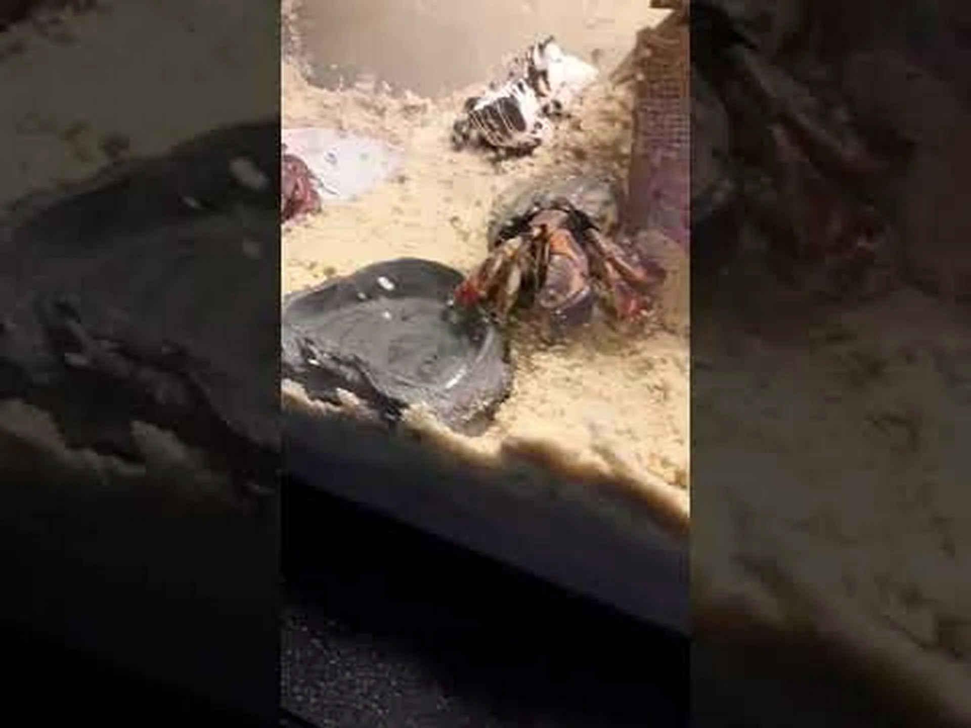 ヤドカリが繁栄するのに最適な生息地を発見する ヤドカリが繁栄するのに最適な生息地を発見する