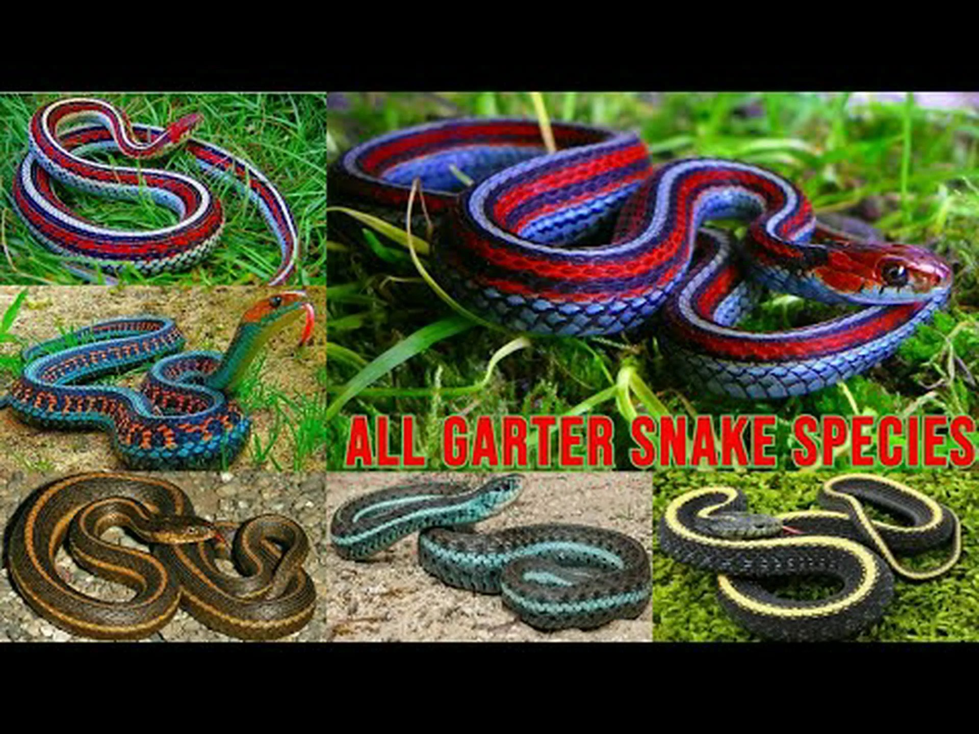 ガータースネークの形態: 11 種類を発見 ガータースネークの形態: 11 種類を発見