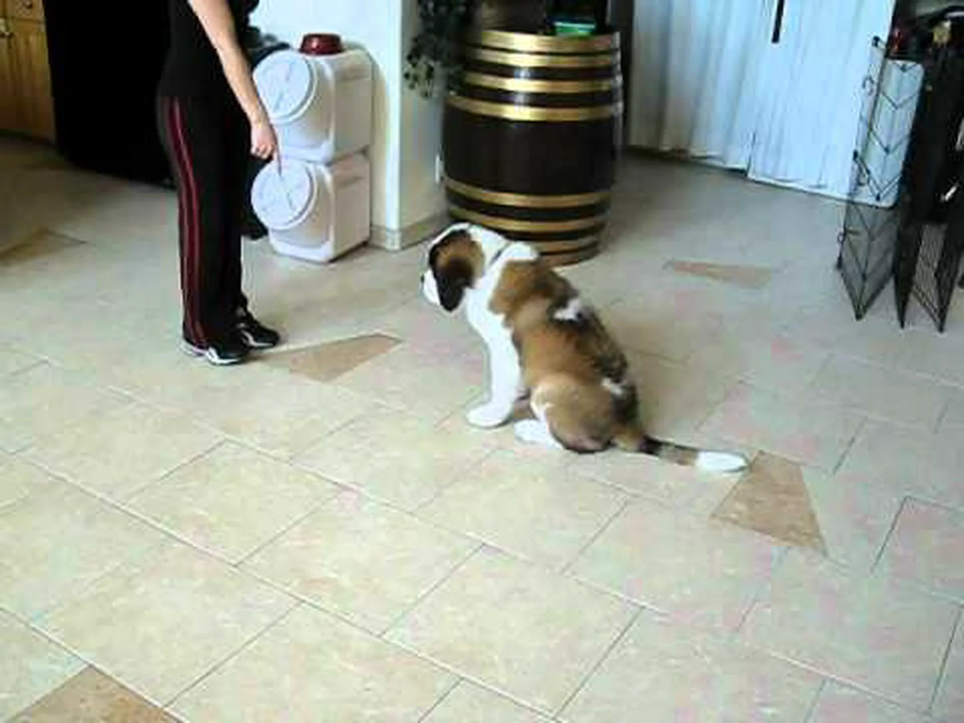 セントバーナードの成長: 成長チャート、マイルストーン、トレーニングのヒント セントバーナードの成長: 成長チャート、マイルストーン、トレーニングのヒント