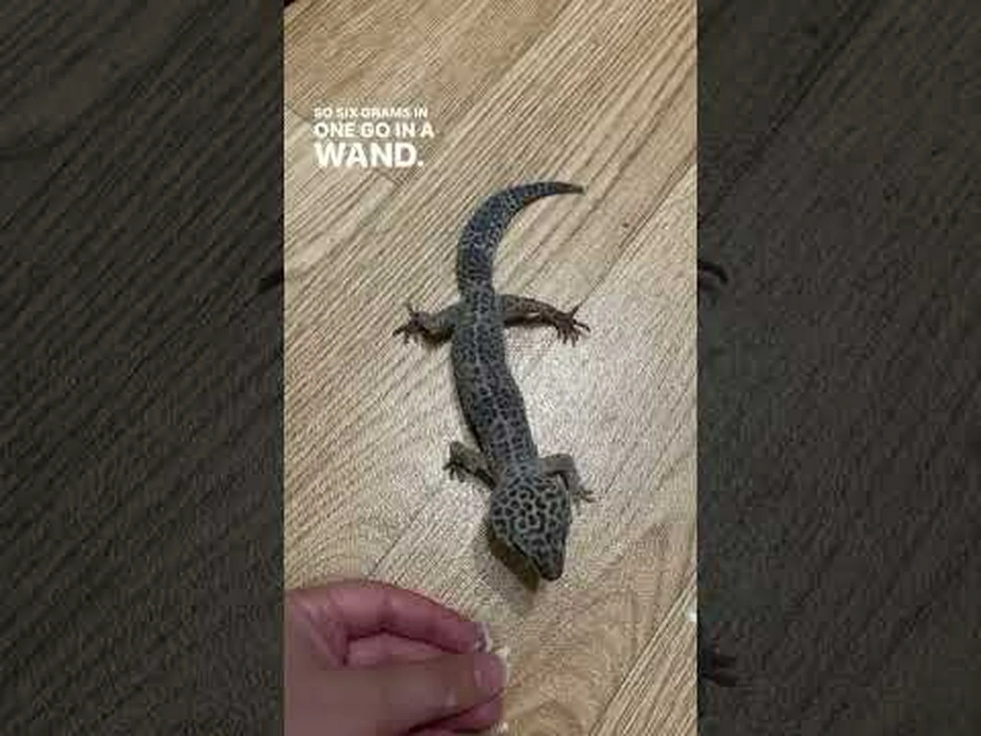 ヒョウモントカゲモドキの寿命: ヒョウモントカゲモドキはどのくらい生きますか? ヒョウモントカゲモドキの寿命: ヒョウモントカゲモドキはどのくらい生きますか?