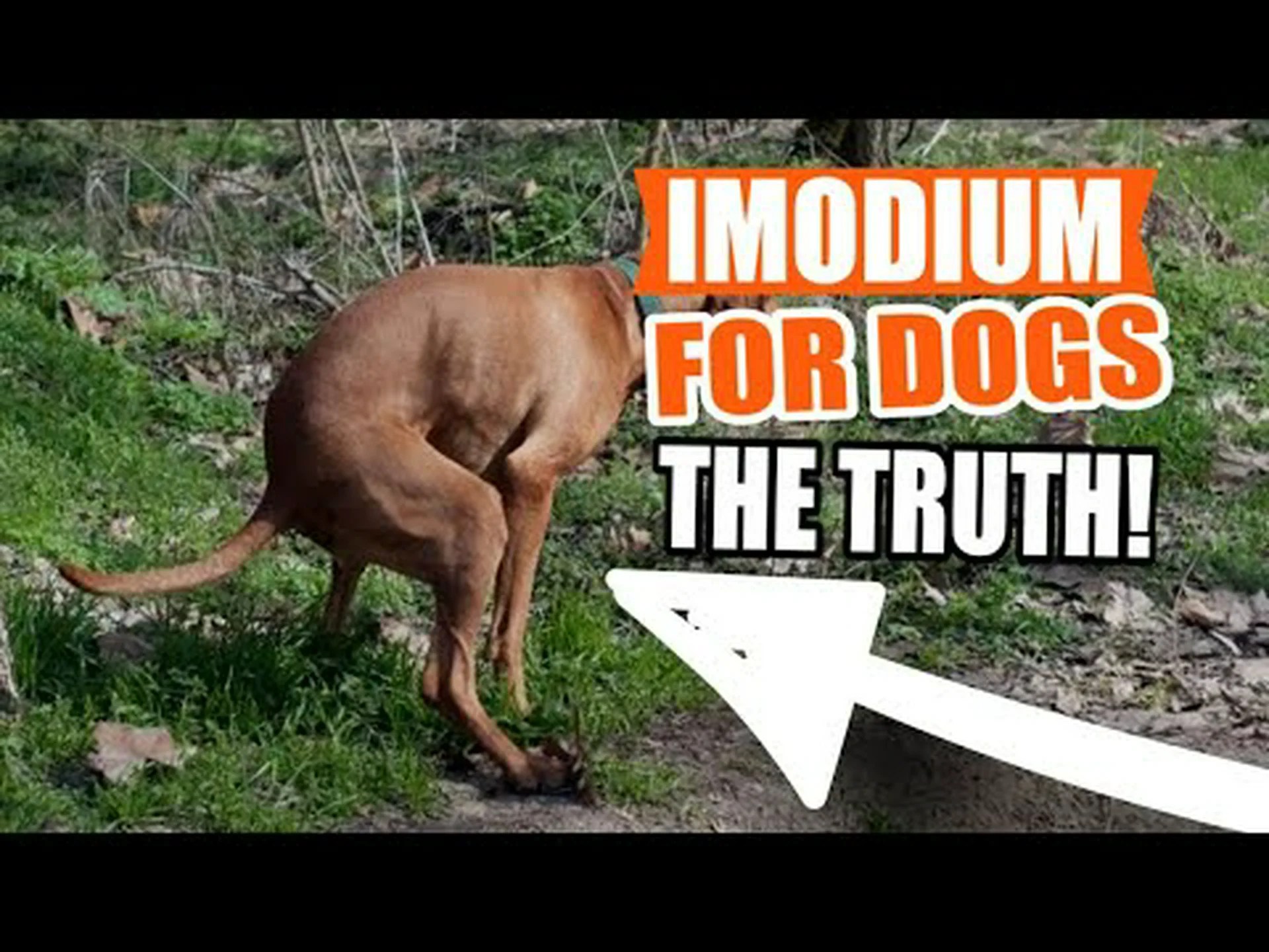 犬とイモジウム:安全ですか、どれくらい与えても大丈夫ですか? 犬とイモジウム:安全ですか、どれくらい与えても大丈夫ですか?