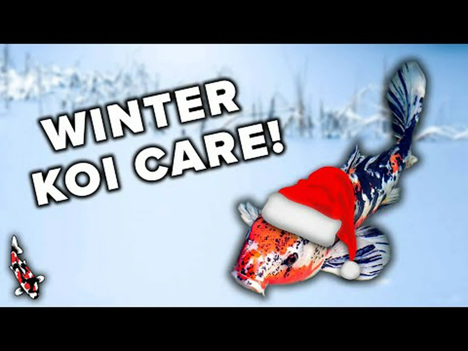 鯉は冬を越せるのか?生き続けるための 6 つのヒント 鯉は冬を越せるのか?生き続けるための 6 つのヒント