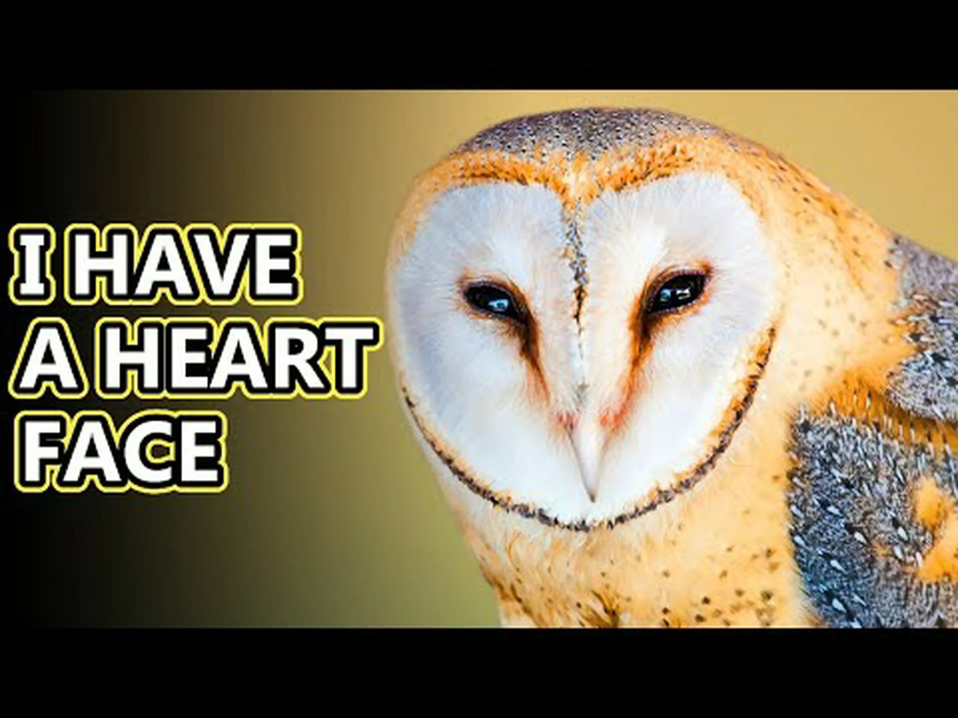 本物のフクロウとメンフクロウ: 違いは何ですか? 本物のフクロウとメンフクロウ: 違いは何ですか?
