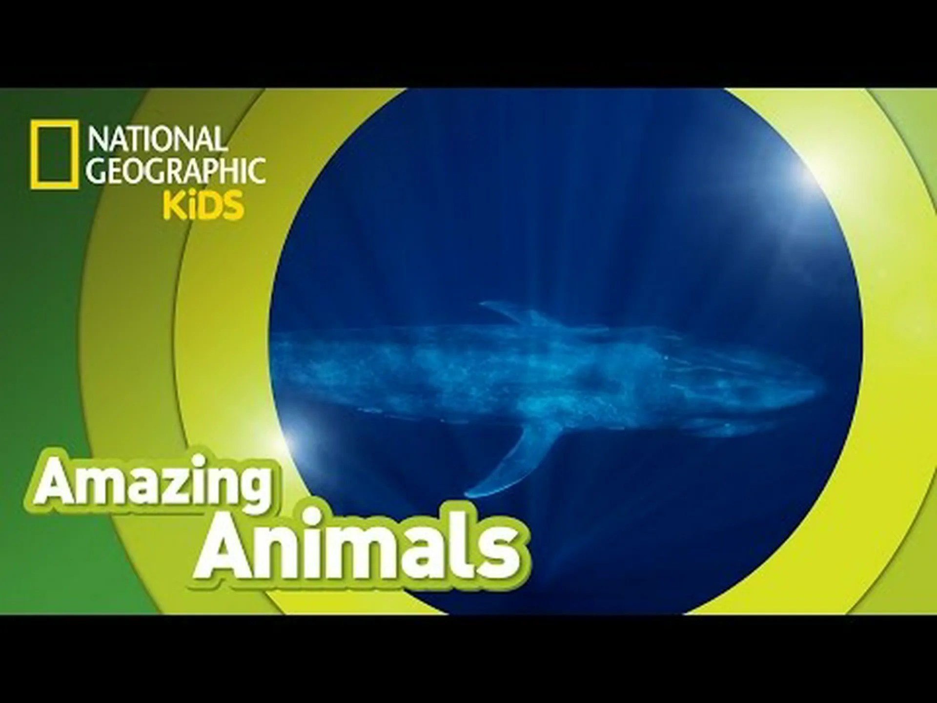 シロナガスクジラの骨格: 6 つの興味深い事実 シロナガスクジラの骨格: 6 つの興味深い事実