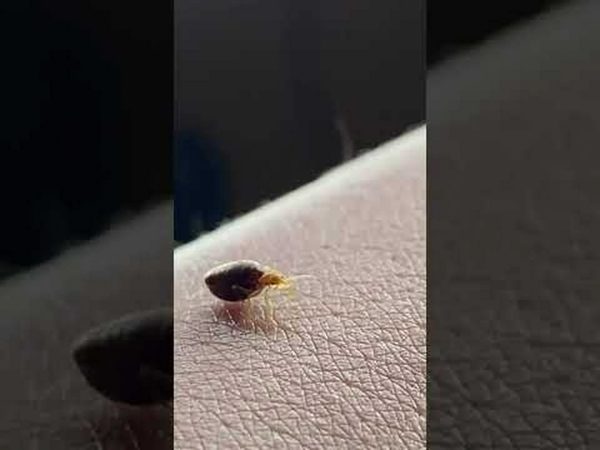 トコジラミの寿命: トコジラミの寿命はどれくらいで、最も活発になるのはいつですか? トコジラミの寿命: トコジラミの寿命はどれくらいで、最も活発になるのはいつですか?