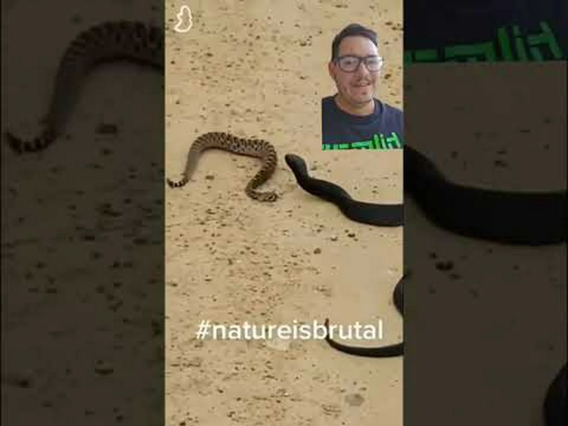 ヒガシダイヤバックガラガラヘビは何を食べますか? ヒガシダイヤバックガラガラヘビは何を食べますか?