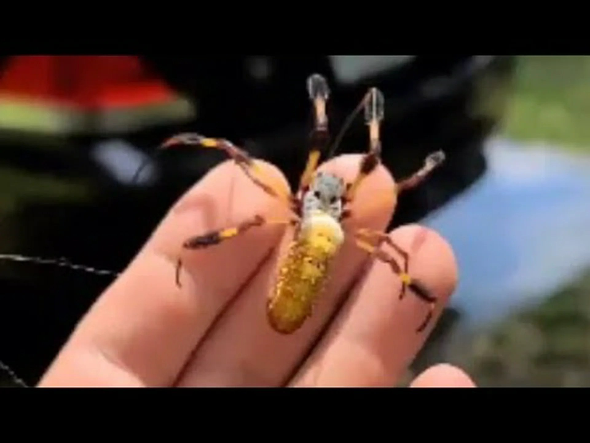 サンノゼの周りを這う10匹のクモ サンノゼの周りを這う10匹のクモ