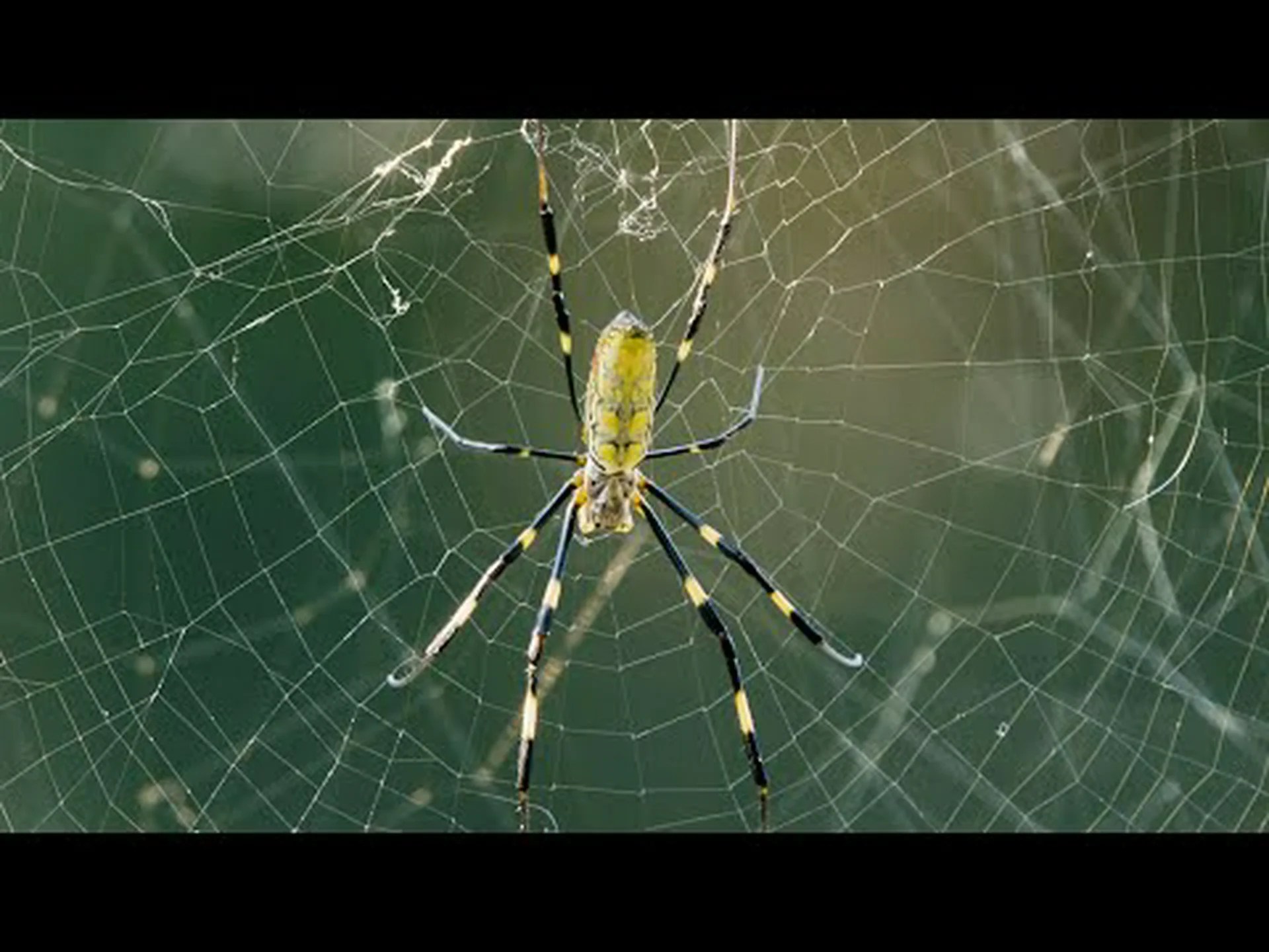 ジョーロ スパイダーに関する 10 の驚くべき事実 ジョーロ スパイダーに関する 10 の驚くべき事実