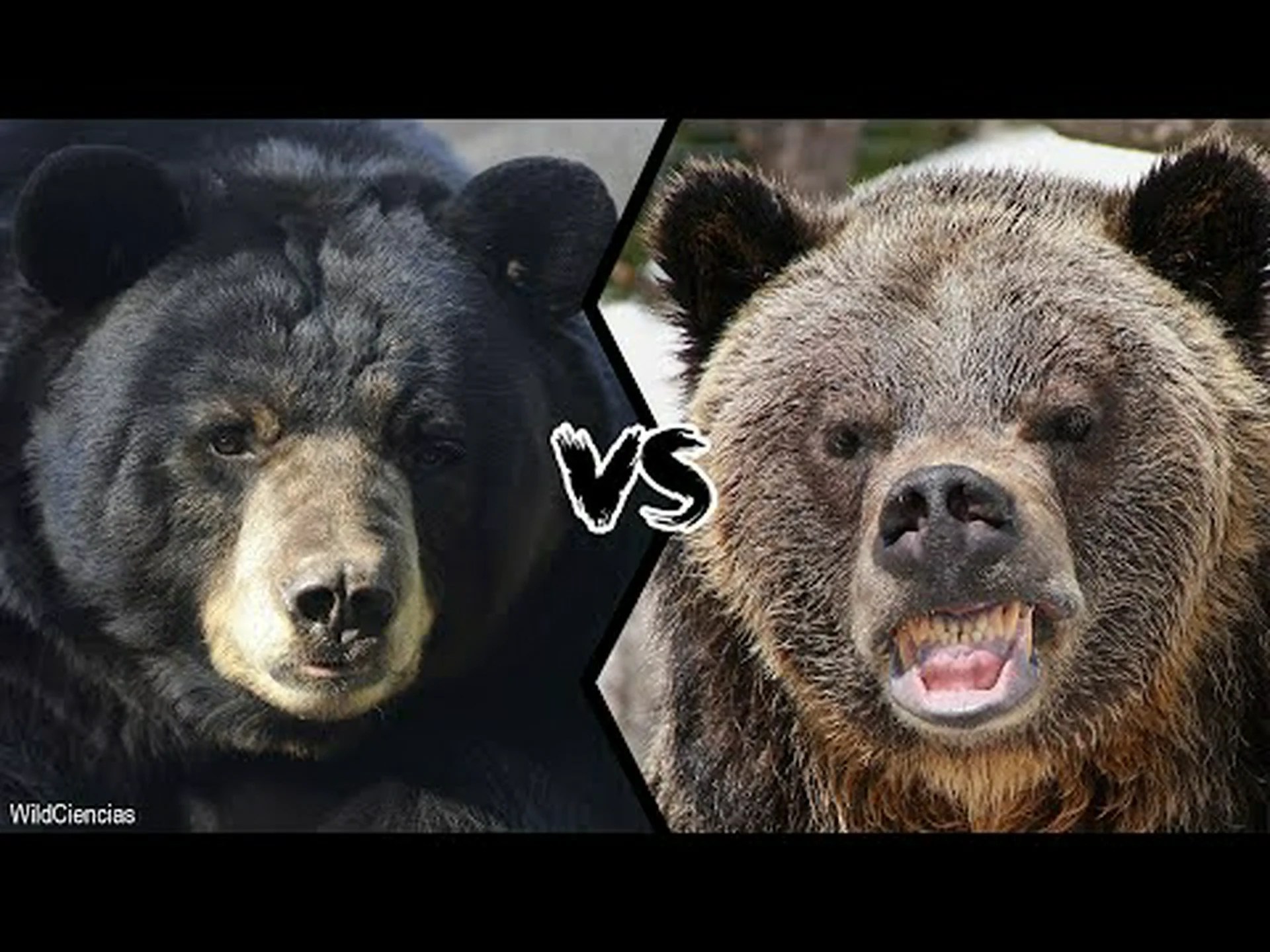 クロクマ対ハイイログマ: 6 つの主な違い、そして戦ったらどちらが勝つでしょうか? クロクマ対ハイイログマ: 6 つの主な違い、そして戦ったらどちらが勝つでしょうか?