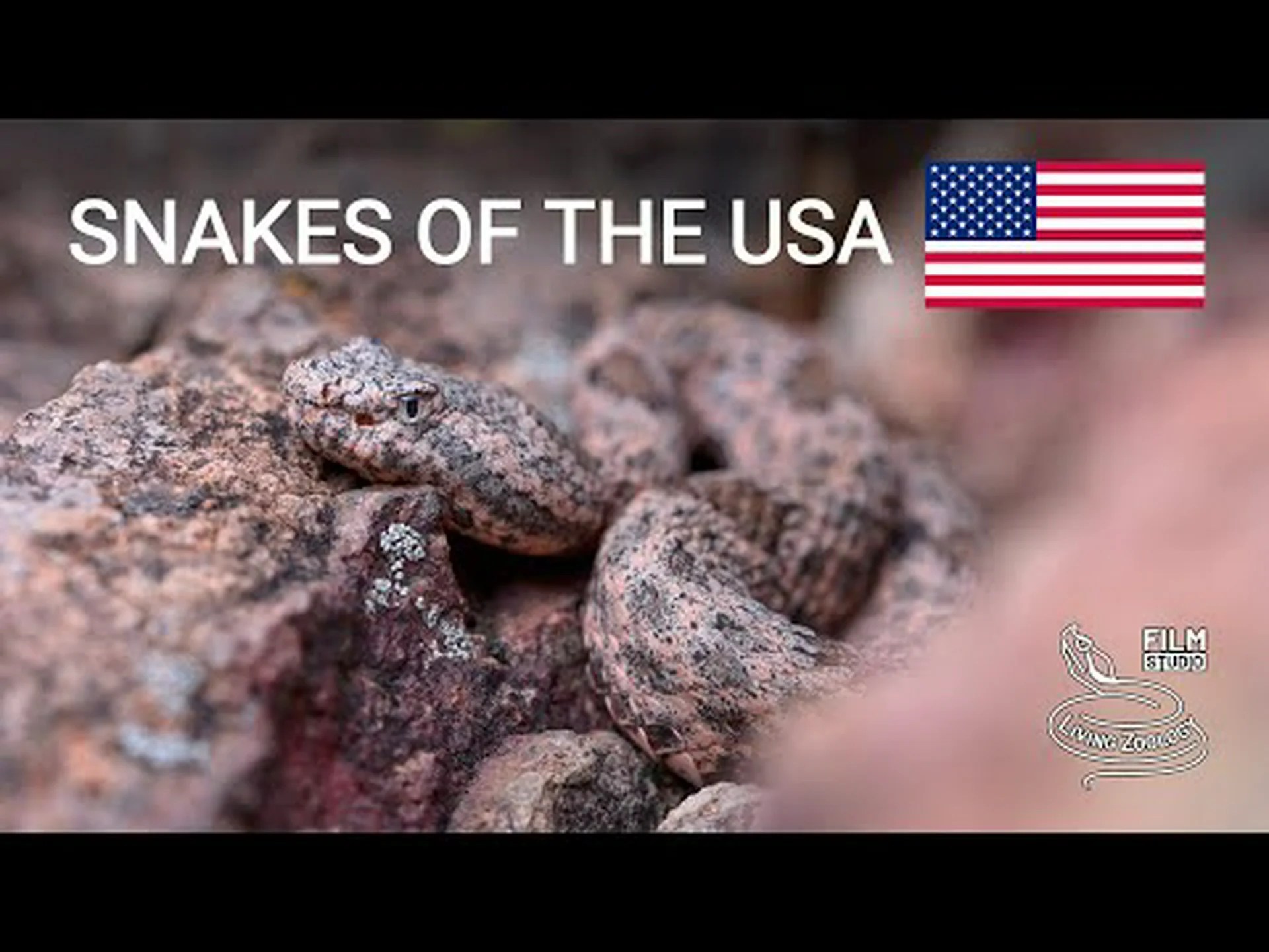 マサチューセッツ州唯一のガラガラヘビ種を発見 マサチューセッツ州唯一のガラガラヘビ種を発見