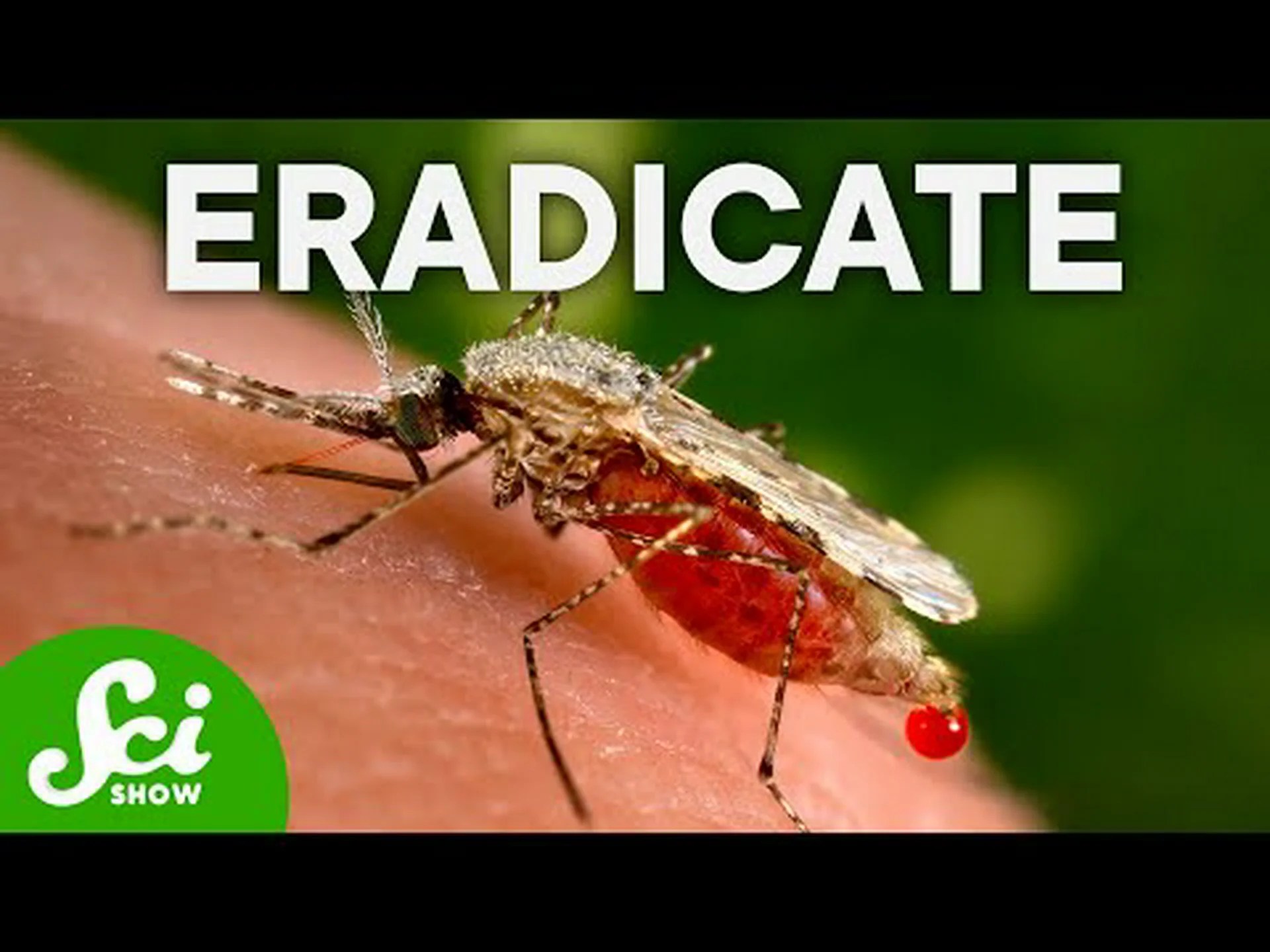 蚊が絶滅したらどうなるでしょうか? 蚊が絶滅したらどうなるでしょうか?