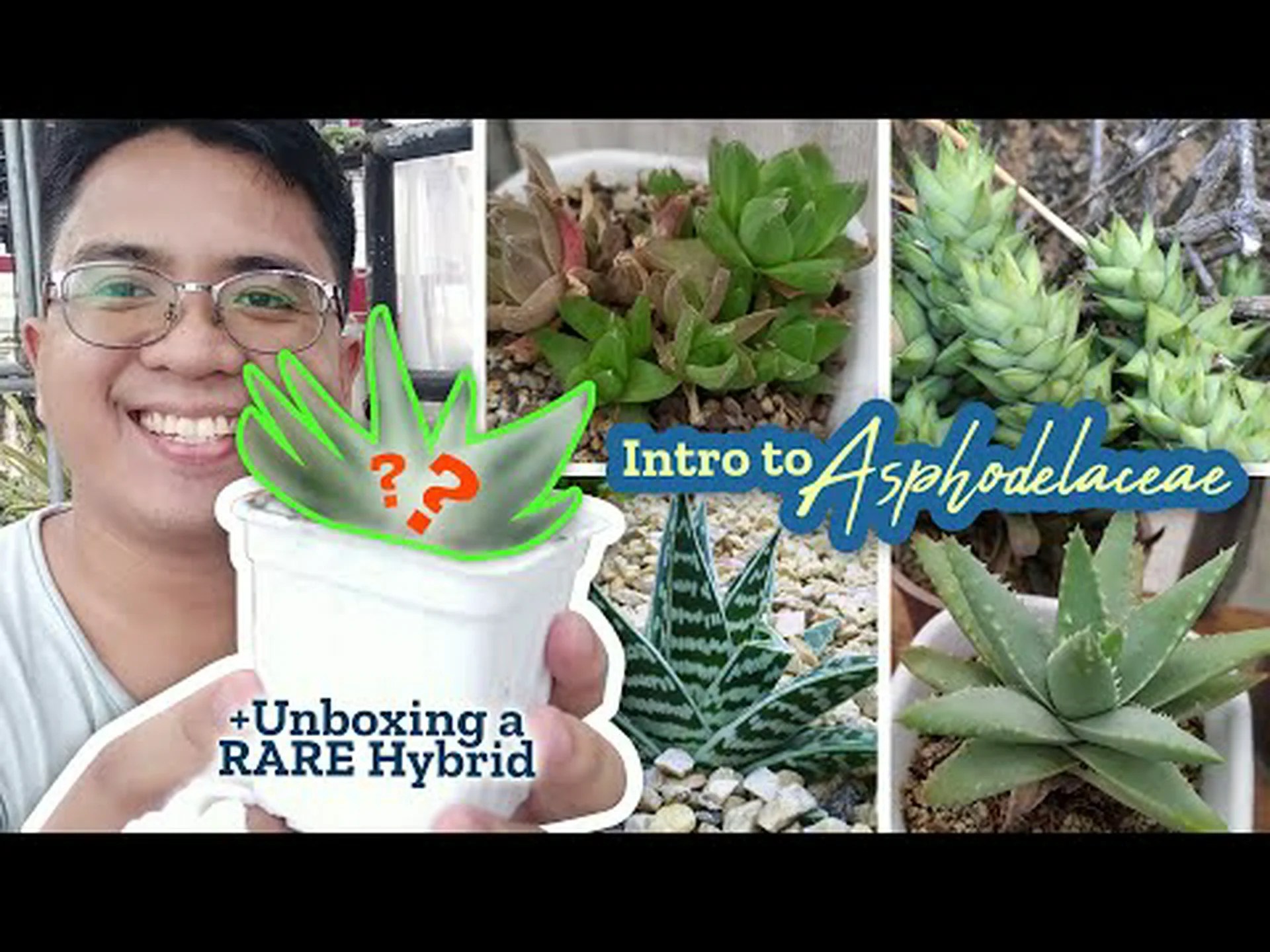 ガステリアとハオルチア: 知っておくべき主な違い ガステリアとハオルチア: 知っておくべき主な違い