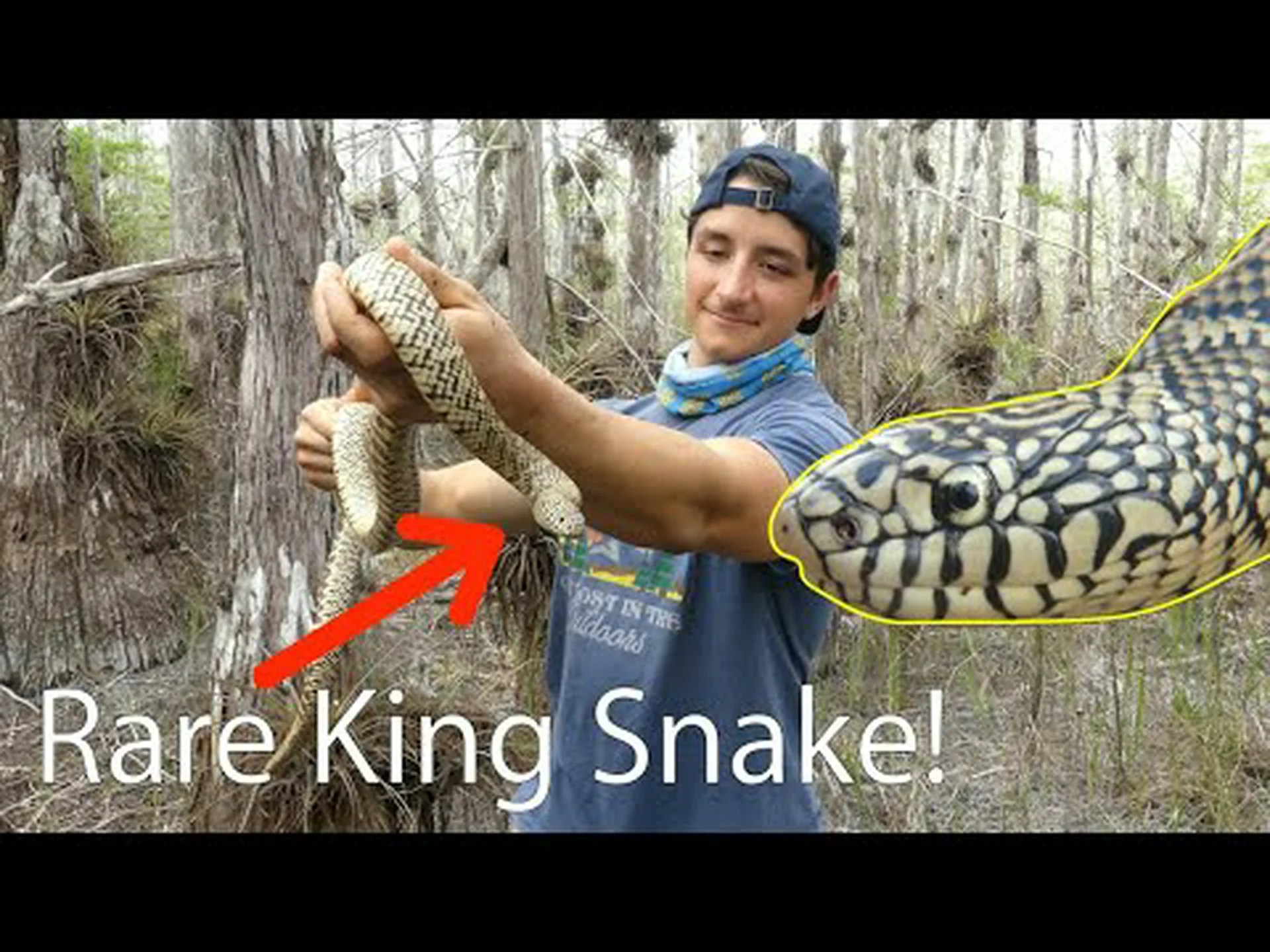 これまでに発見された中で最大のフロリダキングスネークを発見 これまでに発見された中で最大のフロリダキングスネークを発見