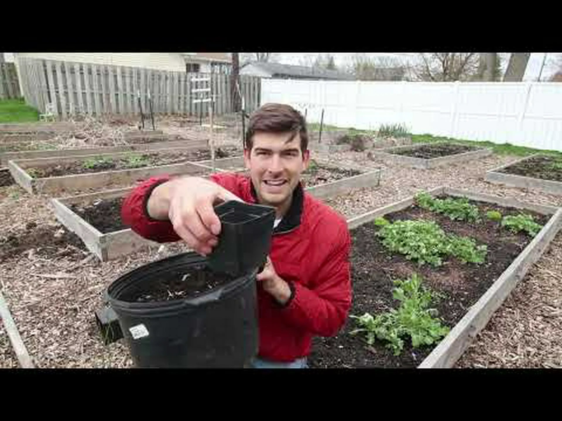 ブルーベリーの育て方: 完全ガイド ブルーベリーの育て方: 完全ガイド