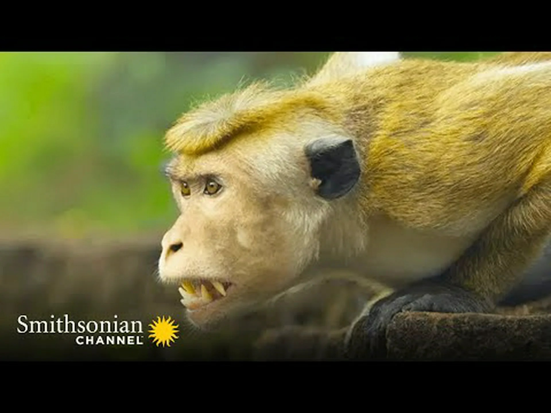 野心的な若い男性が、これまでに見たことのないほどワイルドな猿の戦いでアルファに挑む 野心的な若い男性が、これまでに見たことのないほどワイルドな猿の戦いでアルファに挑む