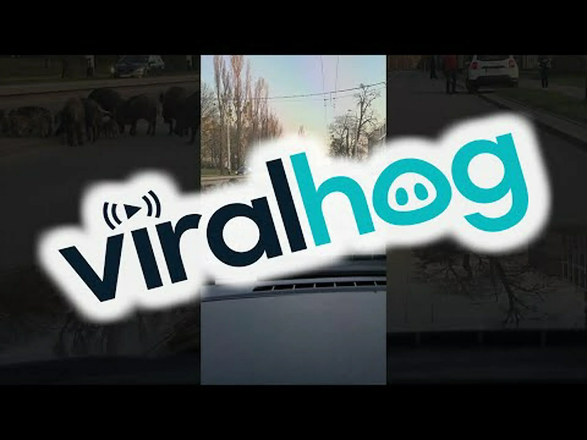 イノシシの群れが交通を止めて田舎道を横切る様子を観察する イノシシの群れが交通を止めて田舎道を横切る様子を観察する