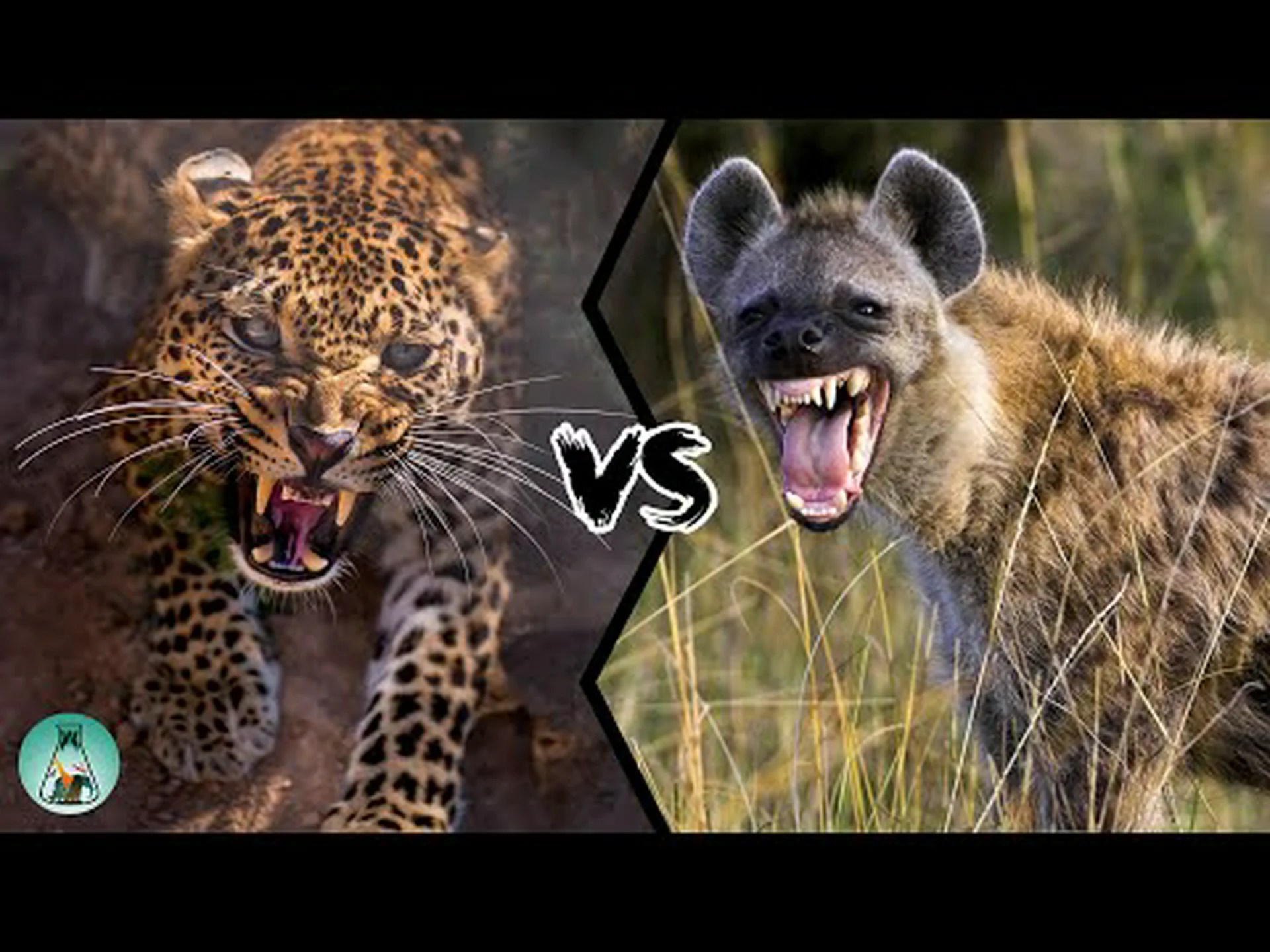 ヒョウ vs ハイエナ: 戦ったらどちらが勝ちますか? ヒョウ vs ハイエナ: 戦ったらどちらが勝ちますか?