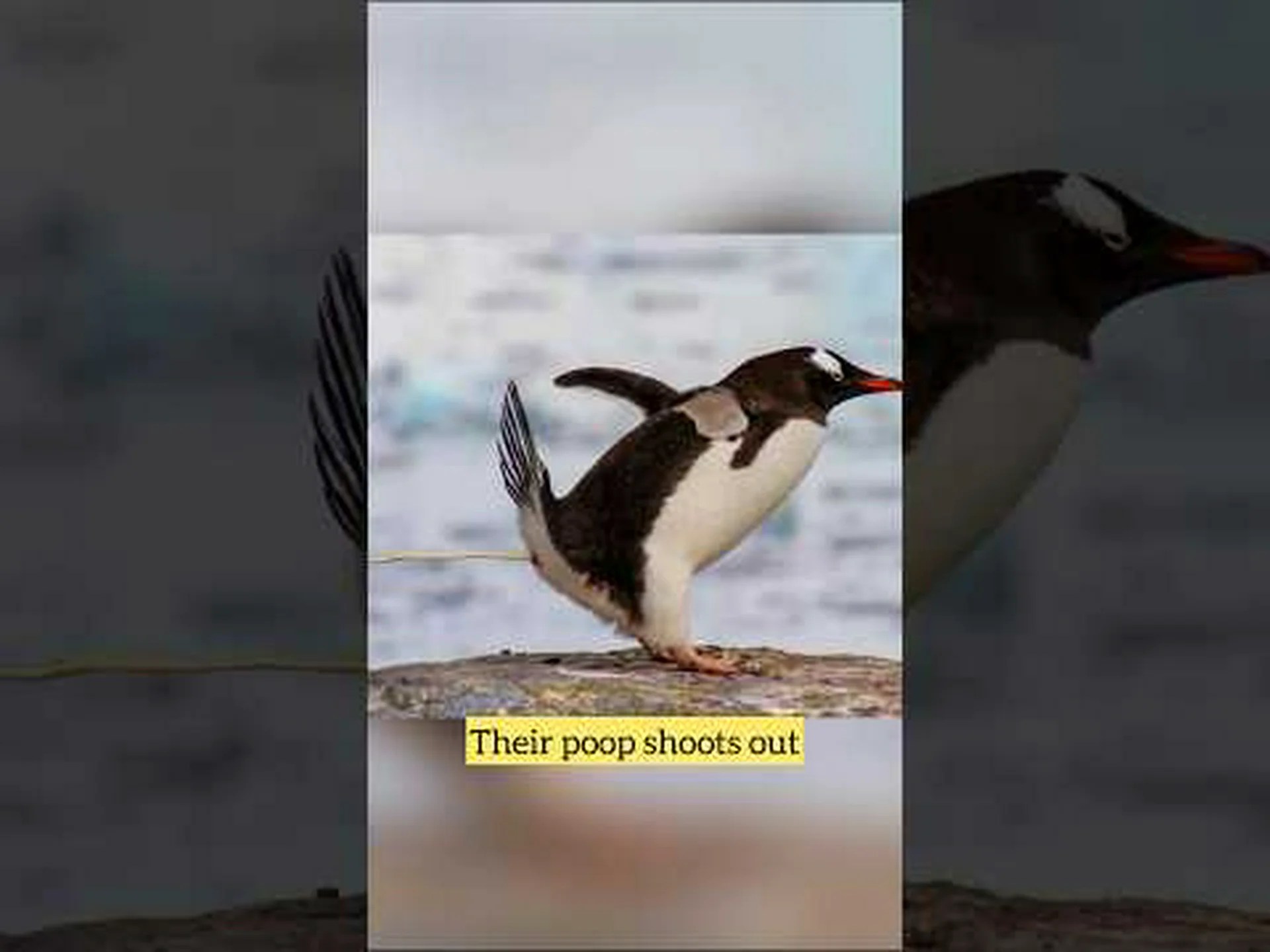 ライオンのうんち: あなたが今まで知りたかったすべて ライオンのうんち: あなたが今まで知りたかったすべて