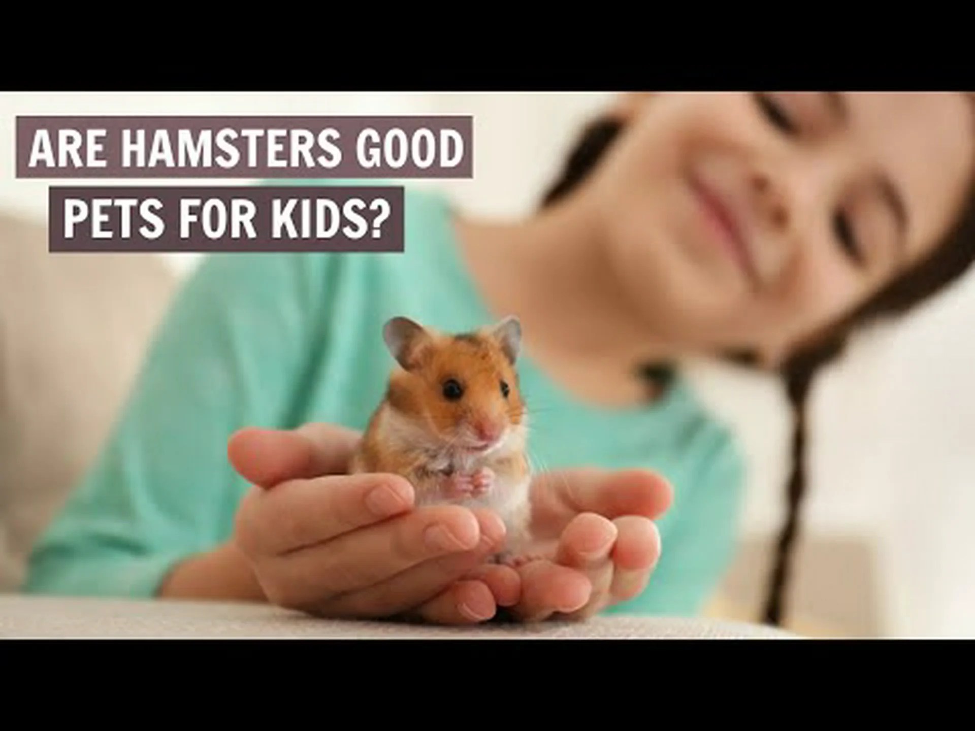 ハムスターは子供にとって素晴らしいペットではありません、その6つの理由をご紹介します ハムスターは子供にとって素晴らしいペットではありません、その6つの理由をご紹介します