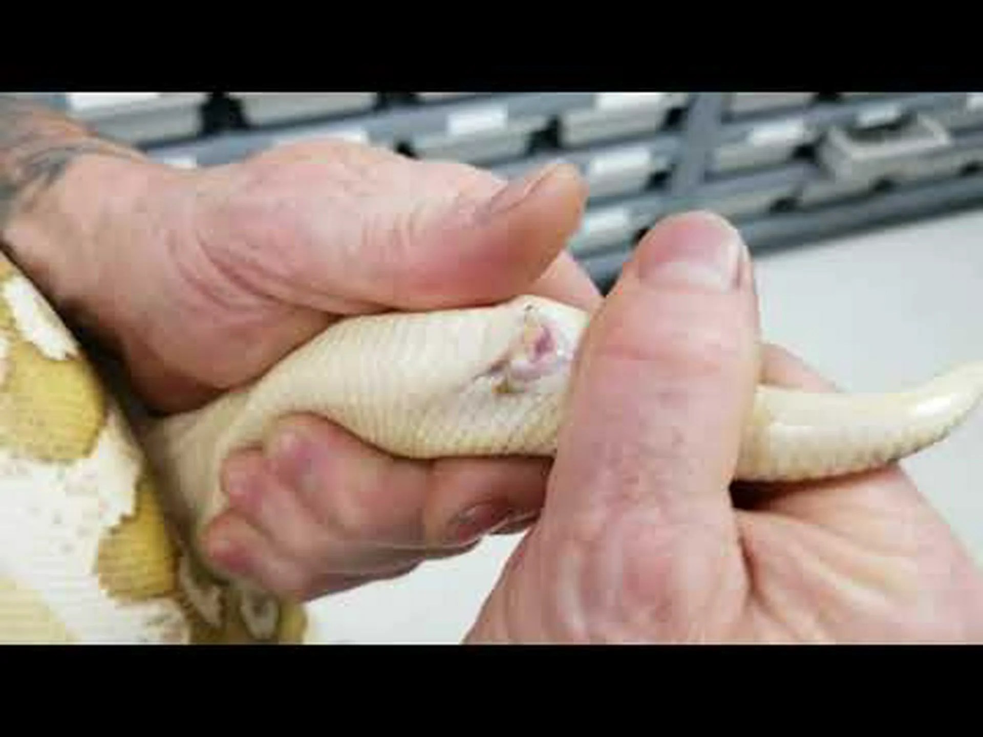 ボールパイソンのオスとメス: 違いは何ですか? ボールパイソンのオスとメス: 違いは何ですか?