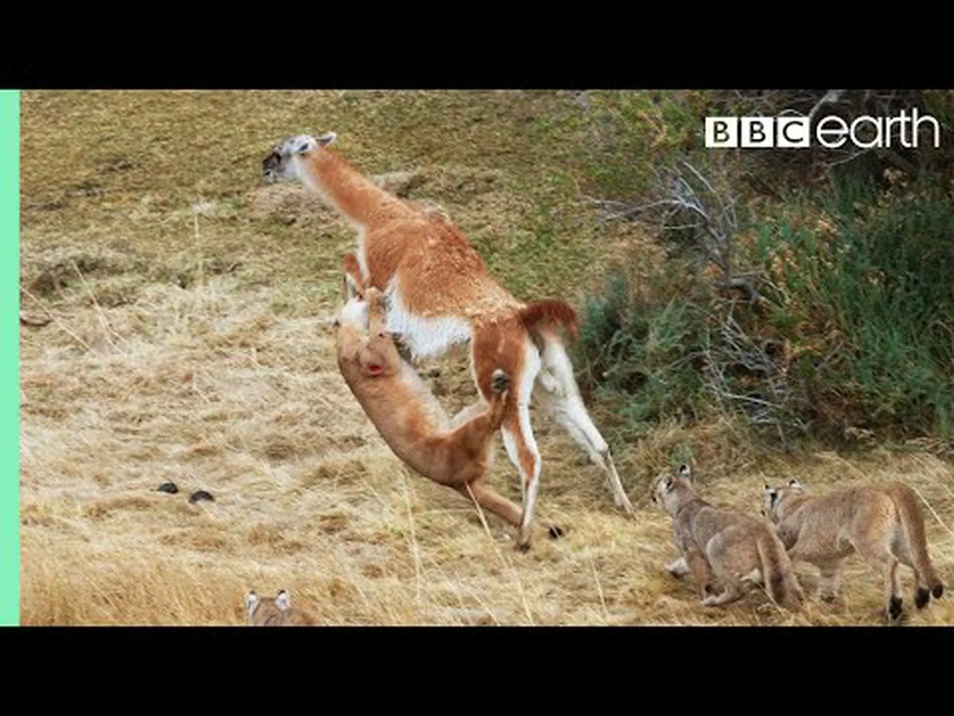 巨大なグアナコを倒した後、頭を回転させ続けるピューマを観察する 巨大なグアナコを倒した後、頭を回転させ続けるピューマを観察する