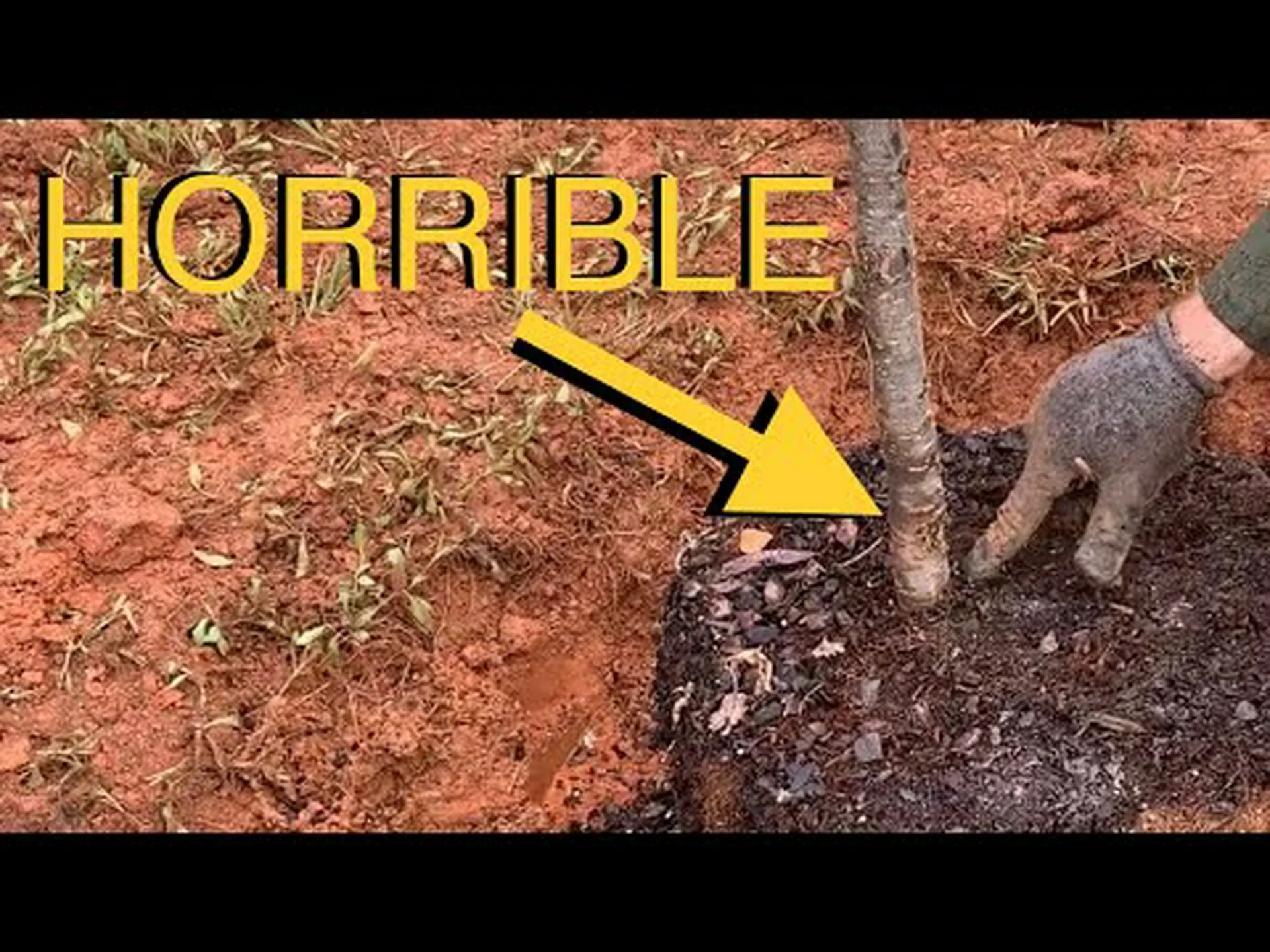 庭にオークの木を植えることを避けるべき11の理由 庭にオークの木を植えることを避けるべき11の理由