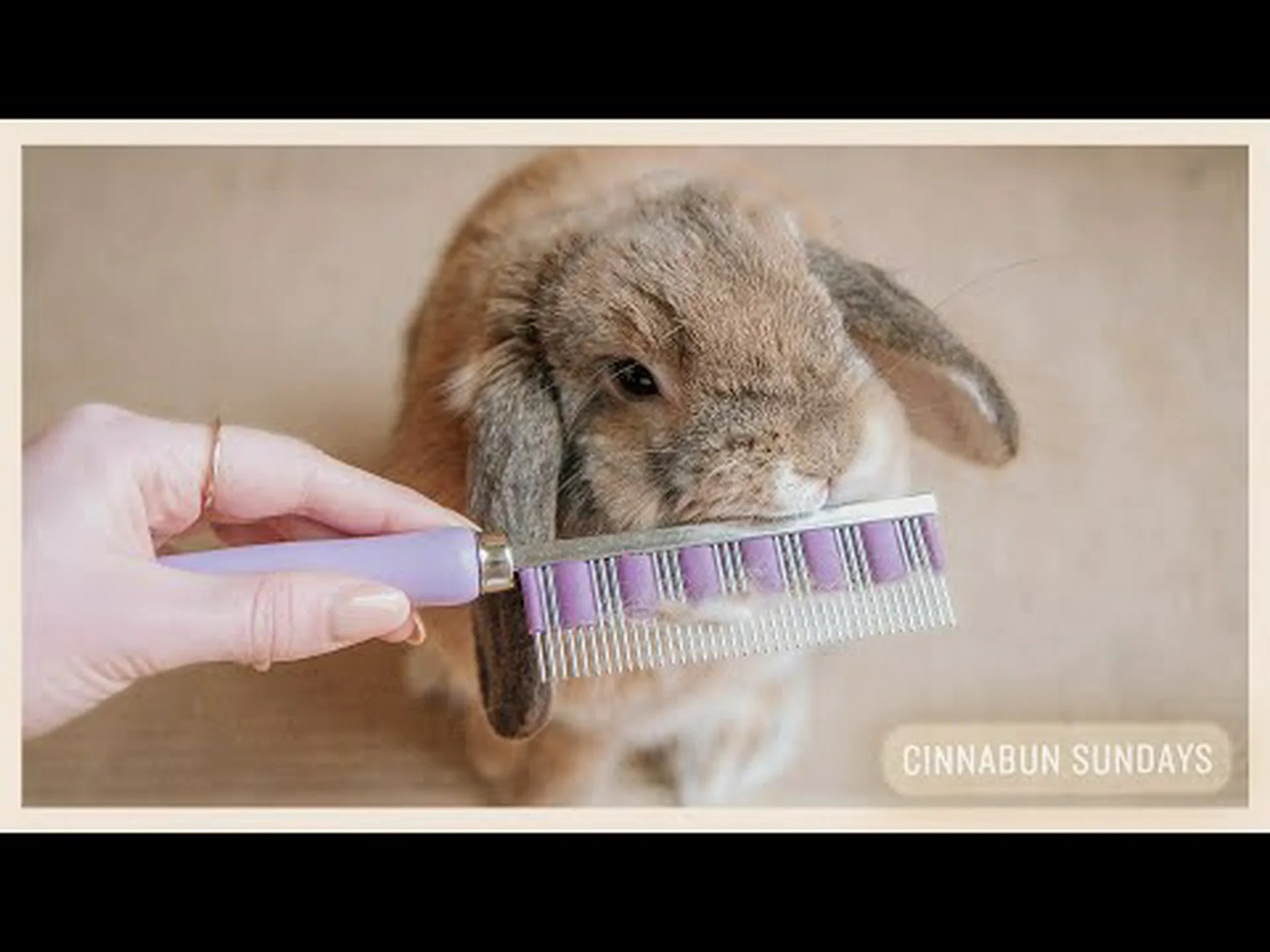 私のウサギの抜け毛が多いのはなぜですか?それが起こる理由とグルーミングのヒント 私のウサギの抜け毛が多いのはなぜですか?それが起こる理由とグルーミングのヒント