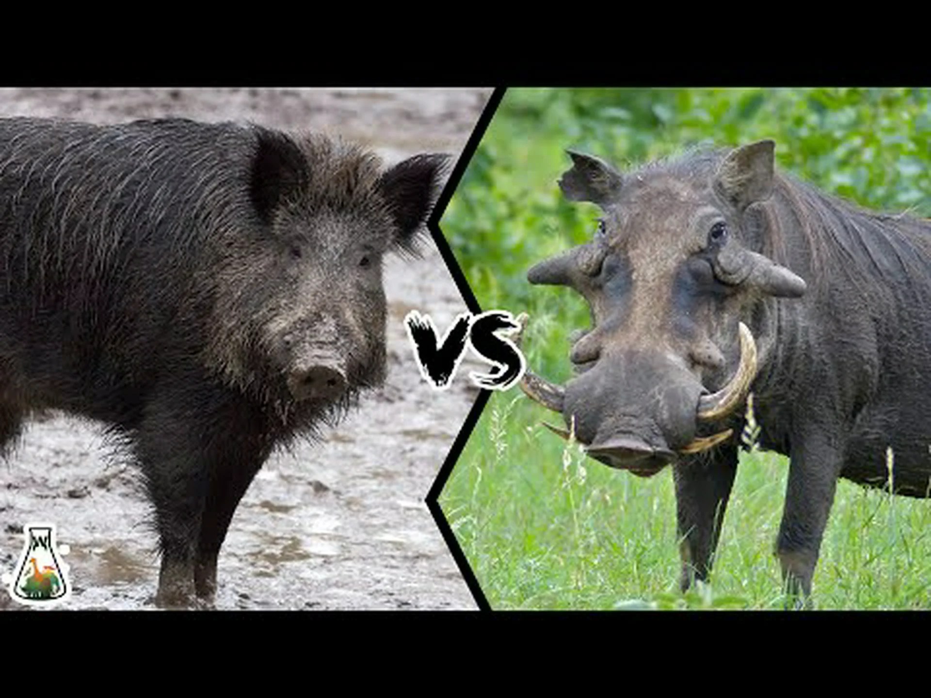 ラーテル vs. イノシシ: 戦ったらどちらの動物が勝つでしょうか? ラーテル vs. イノシシ: 戦ったらどちらの動物が勝つでしょうか?