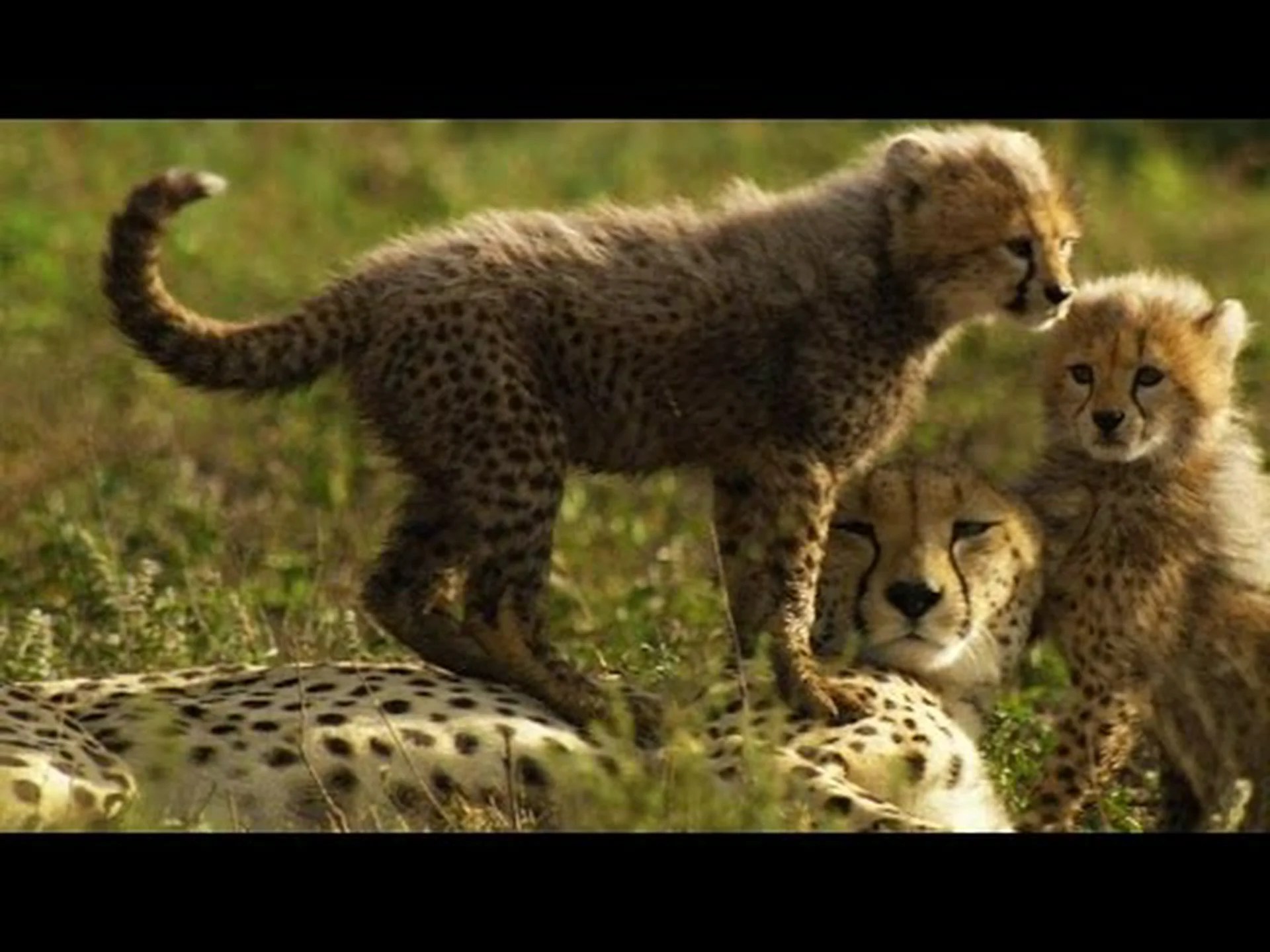 子チーターが脅されるとママクマに変身する様子をご覧ください 子チーターが脅されるとママクマに変身する様子をご覧ください