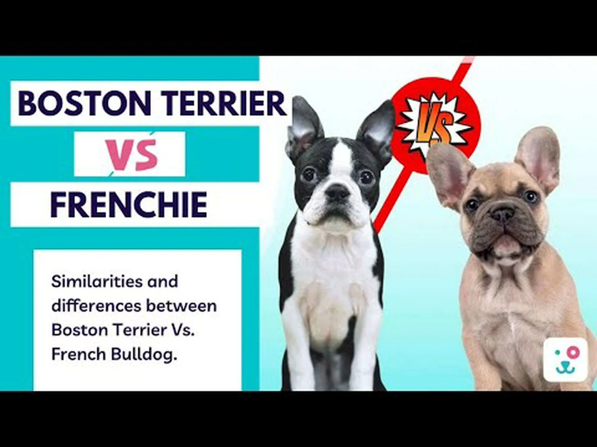 ボストンテリアとフレンチブルドッグ:8つの主な違いを解説 ボストンテリアとフレンチブルドッグ:8つの主な違いを解説