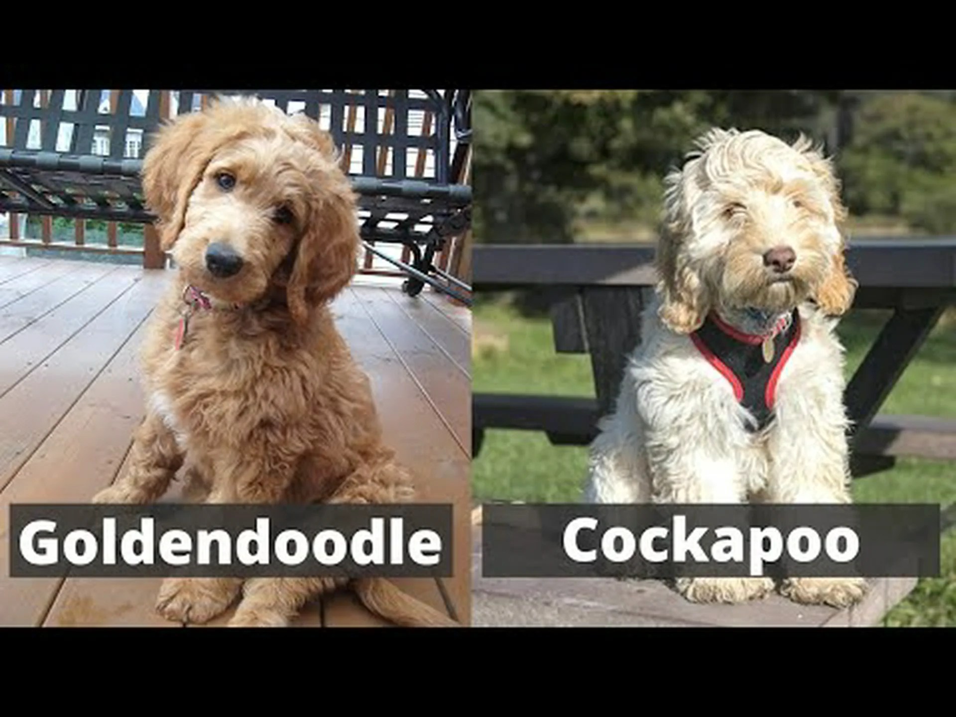 コッカプーとゴールデンドゥードル: 5 つの主な違い コッカプーとゴールデンドゥードル: 5 つの主な違い