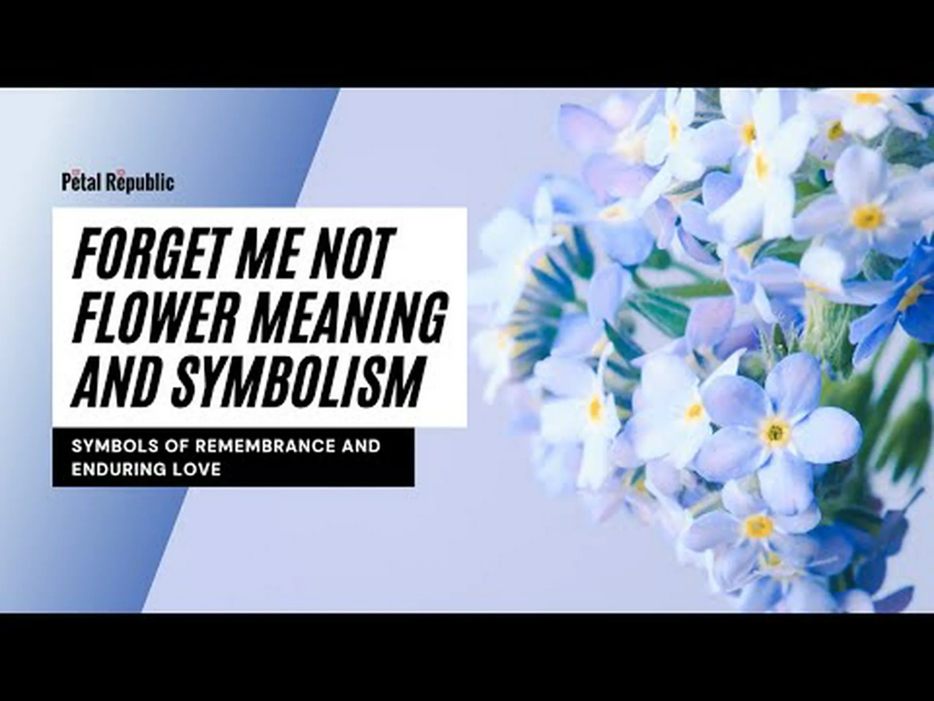 ワスレナグサの花:意味、象徴性、そして適切な機会 ワスレナグサの花:意味、象徴性、そして適切な機会