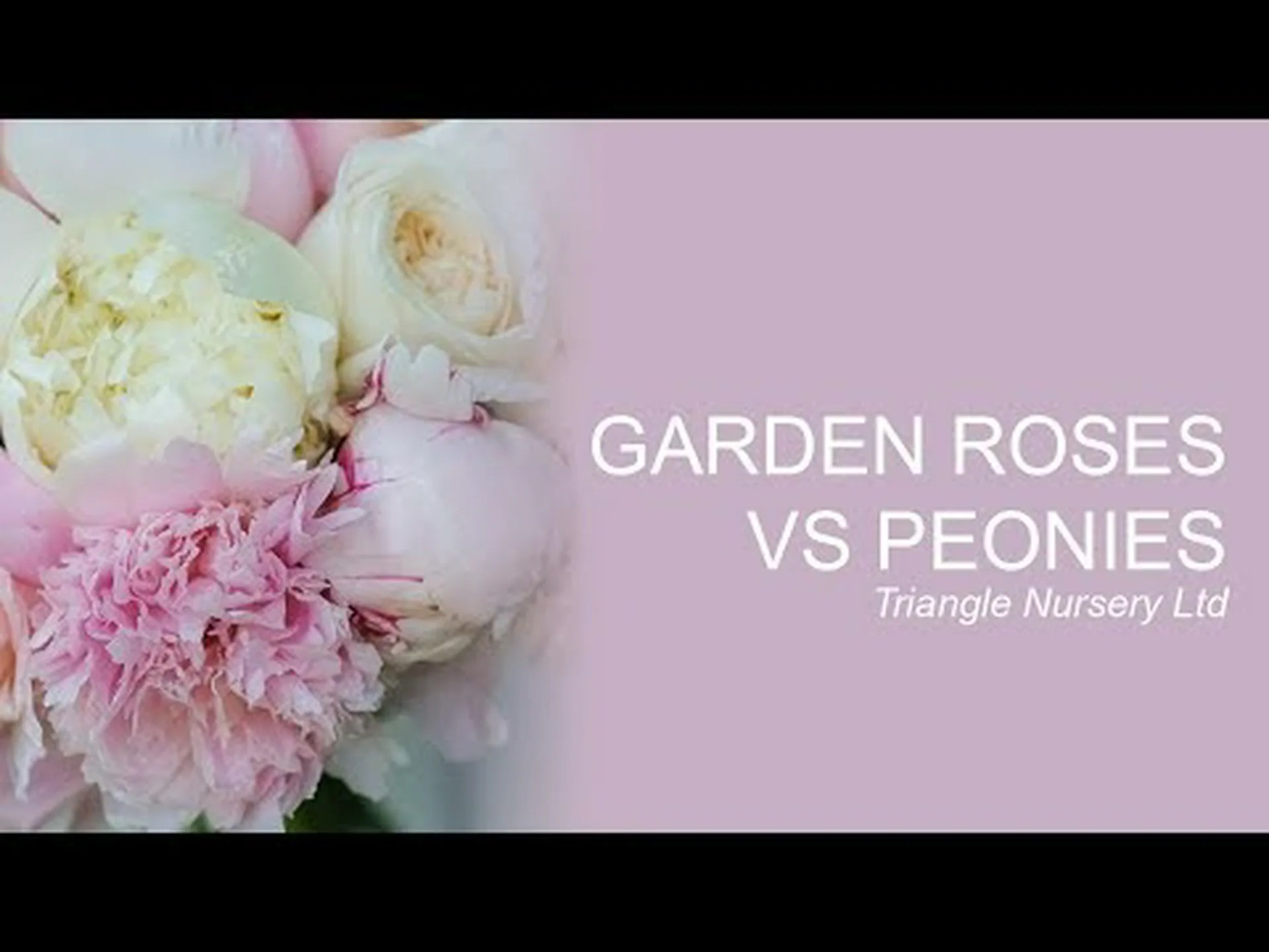 庭のバラと牡丹: 知っておくべき7つの主な違い 庭のバラと牡丹: 知っておくべき7つの主な違い