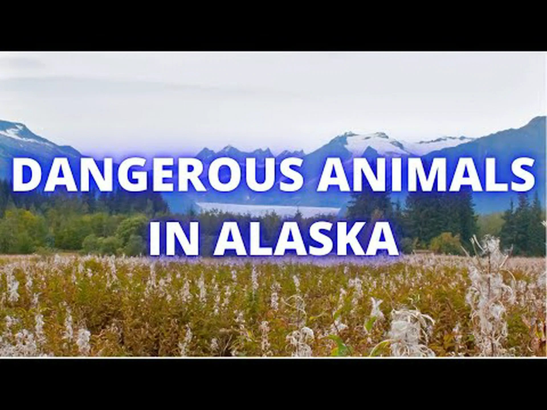 アラスカで最も危険な(最も致命的な!)動物を発見する アラスカで最も危険な(最も致命的な!)動物を発見する