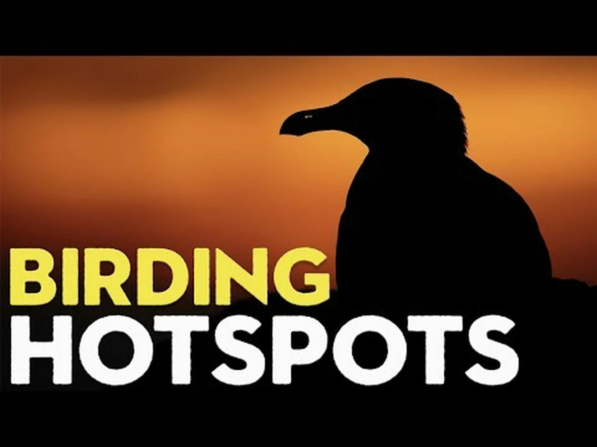 この夏ワシントンのベストバードウォッチングスポット 10 選 この夏ワシントンのベストバードウォッチングスポット 10 選