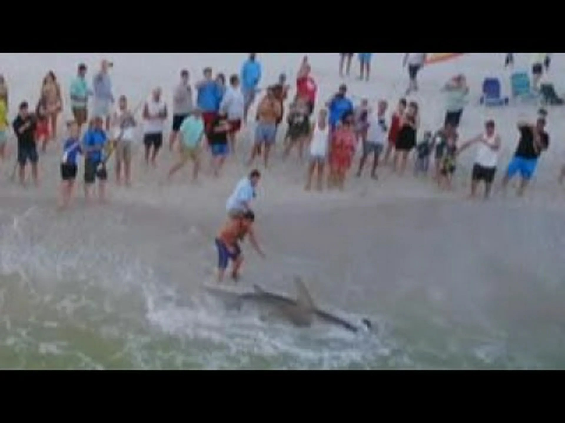 フロリダビーチの巨大ハンマーヘッドで漁師がリールを巻く フロリダビーチの巨大ハンマーヘッドで漁師がリールを巻く