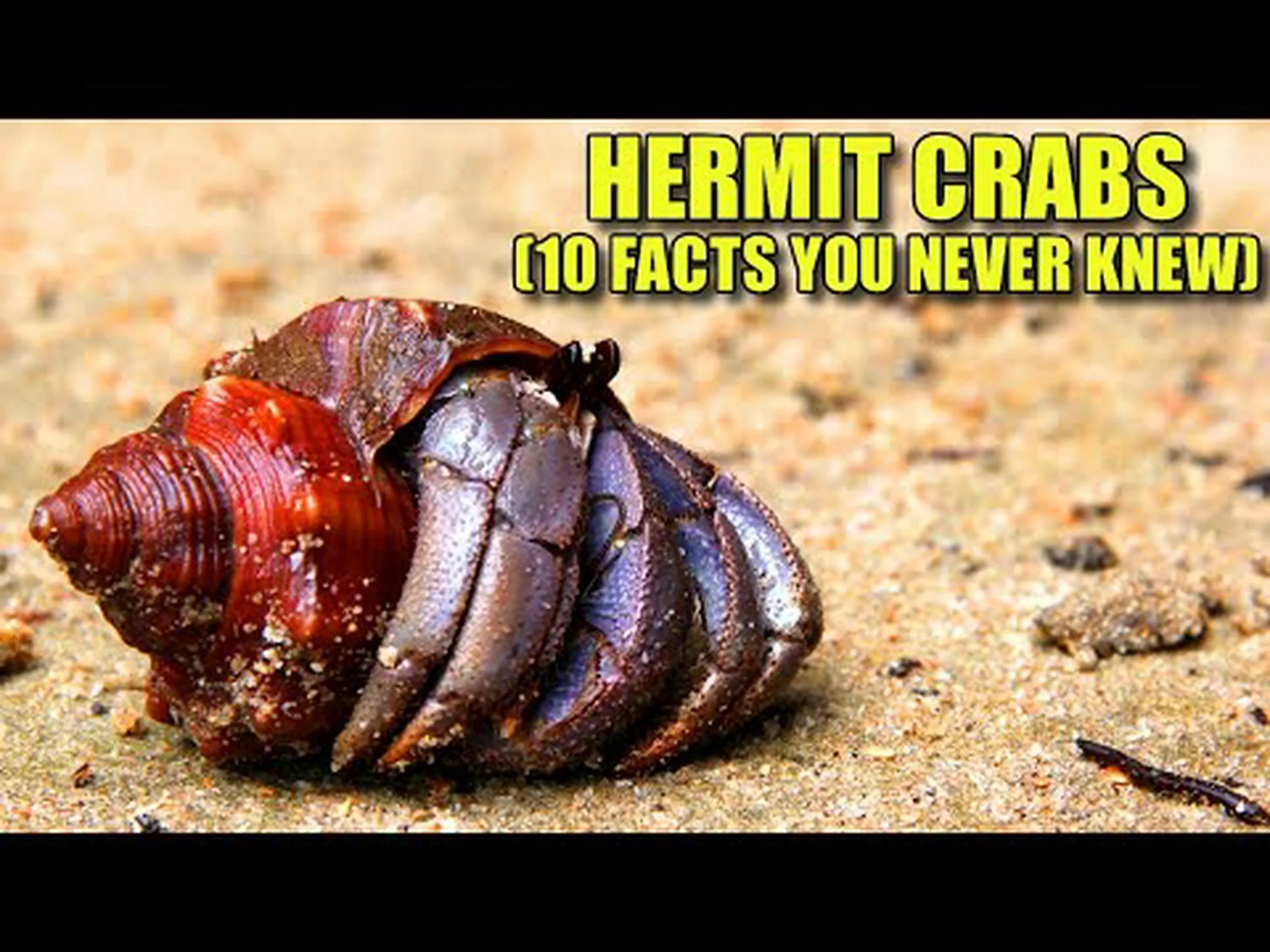 ヤドカリに関する 10 の驚くべき事実 ヤドカリに関する 10 の驚くべき事実