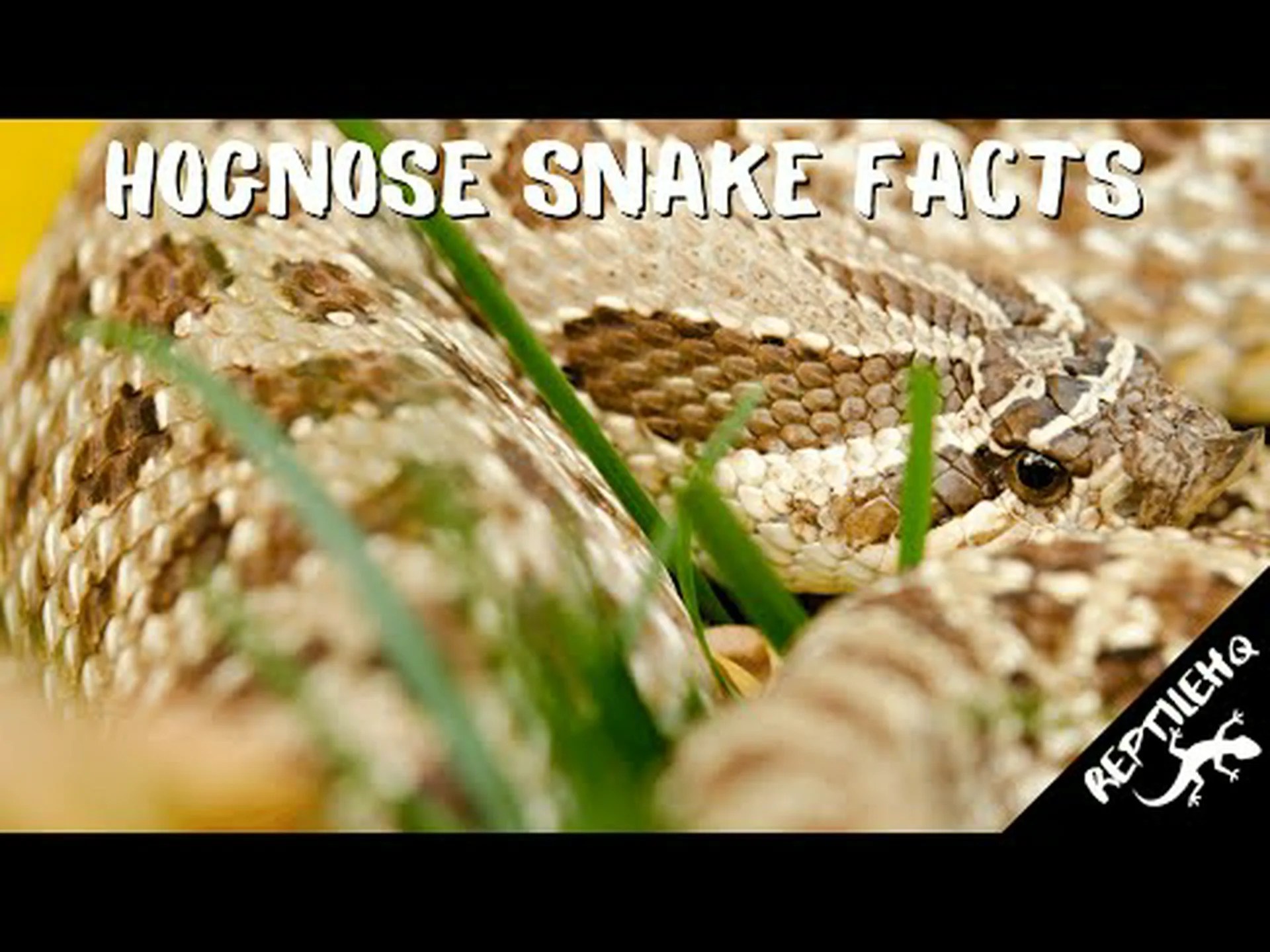 ブタヘビに関する 8 つの驚くべき事実 ブタヘビに関する 8 つの驚くべき事実