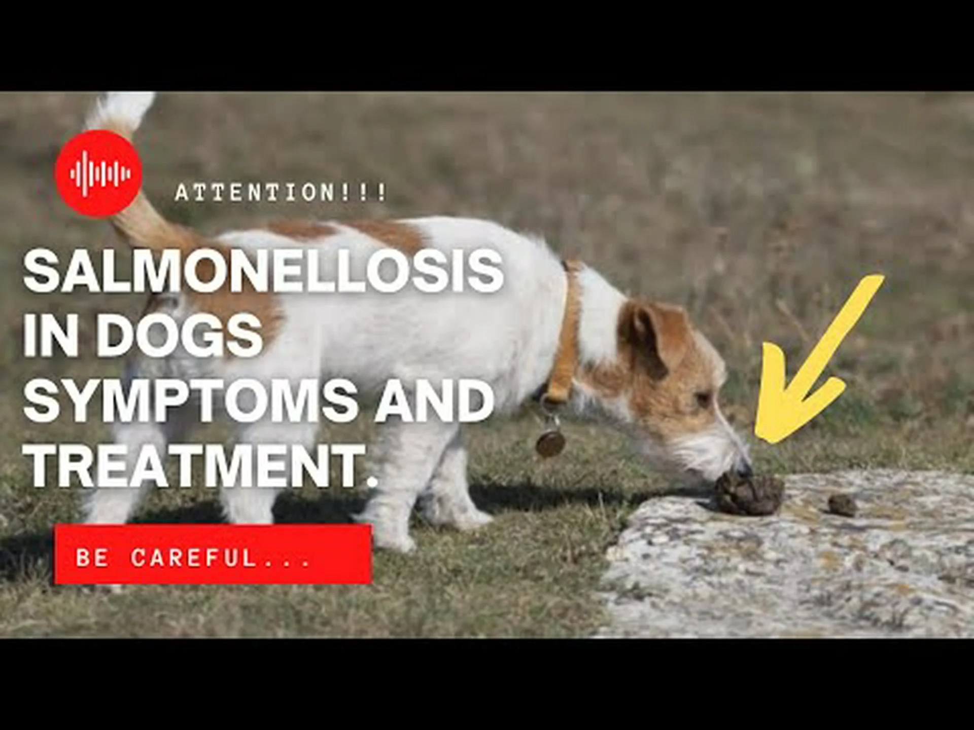 犬はサルモネラ菌に感染する可能性がありますか – 治療、特定など 犬はサルモネラ菌に感染する可能性がありますか – 治療、特定など