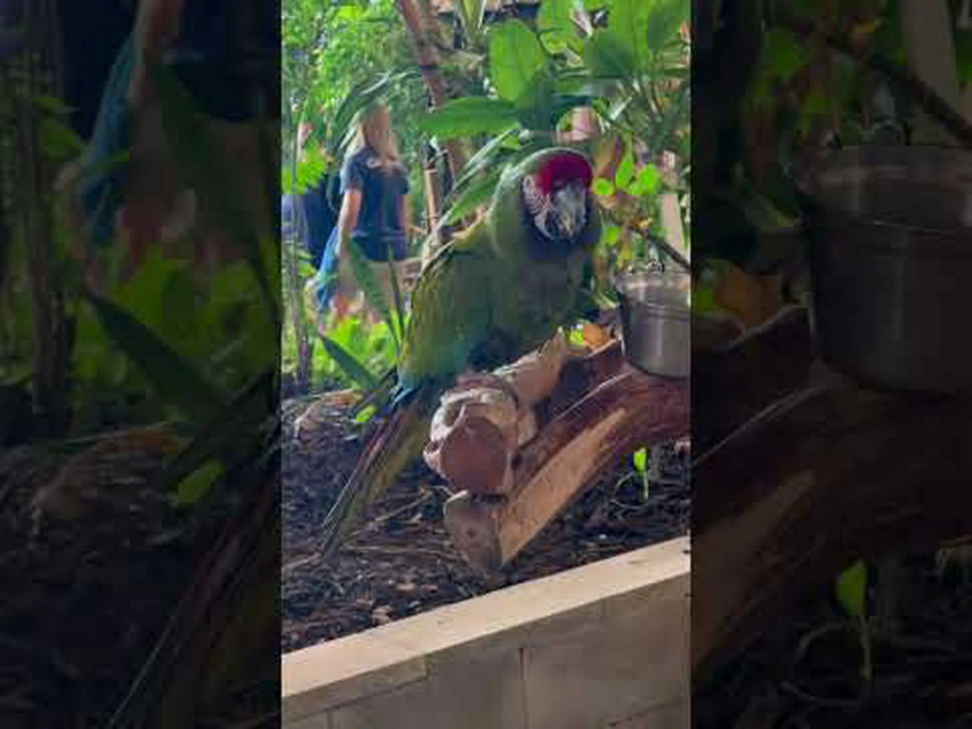 フロリダの海岸線とビーチで見られる 6 羽の鳥 フロリダの海岸線とビーチで見られる 6 羽の鳥