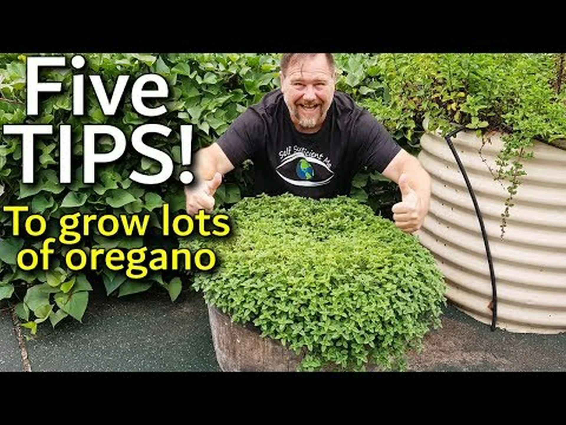 オレガノの育て方: 完全ガイド オレガノの育て方: 完全ガイド