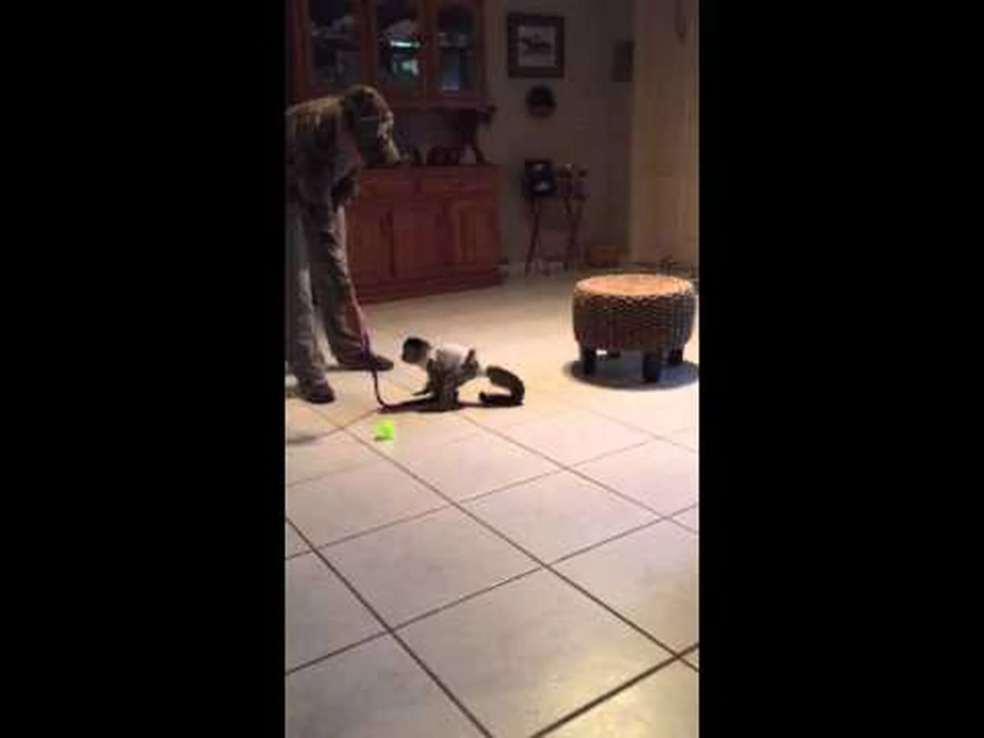 オマキザルは良いペットになりますか?テレビだけで オマキザルは良いペットになりますか?テレビだけで