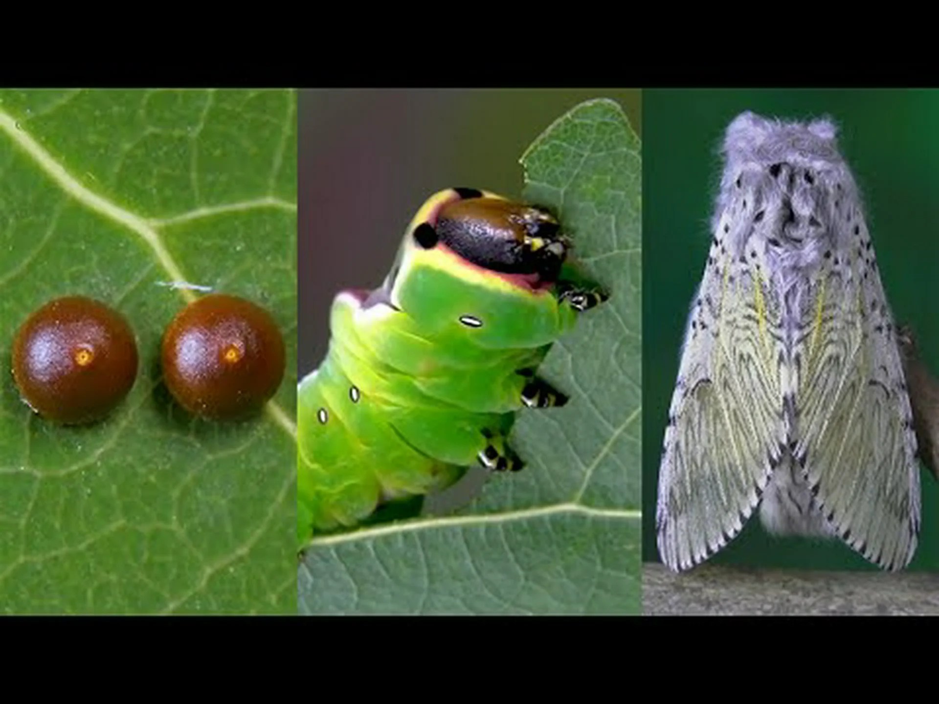 蛾はどのように繁殖するのでしょうか?完全な蛾のライフサイクルの説明 蛾はどのように繁殖するのでしょうか?完全な蛾のライフサイクルの説明