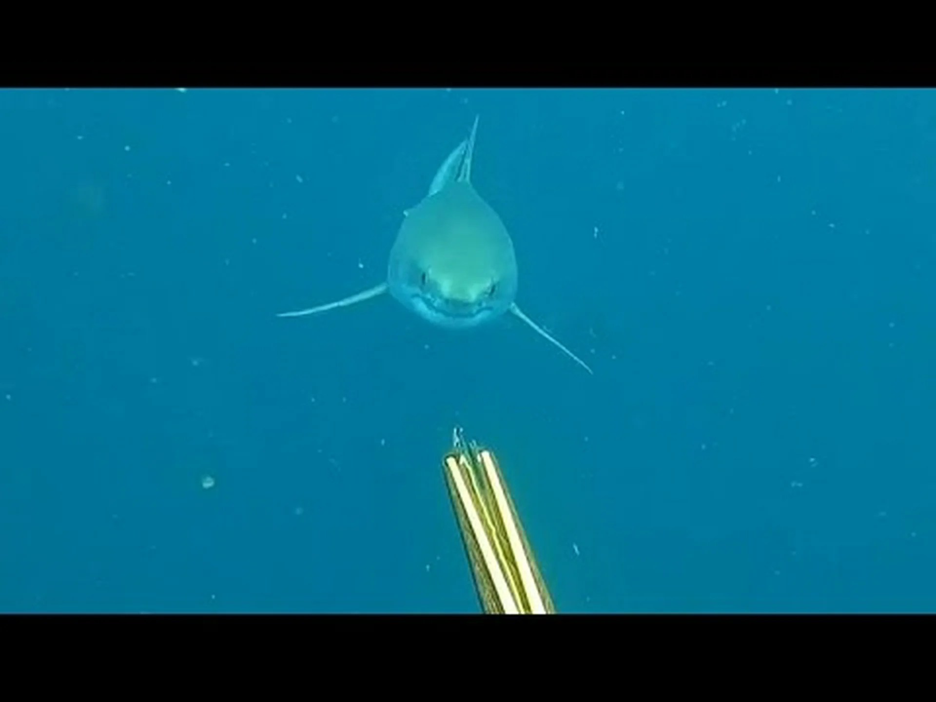 夏休みが始まるとアウターバンクスに1,500ポンドのホオジロザメが現れる 夏休みが始まるとアウターバンクスに1,500ポンドのホオジロザメが現れる