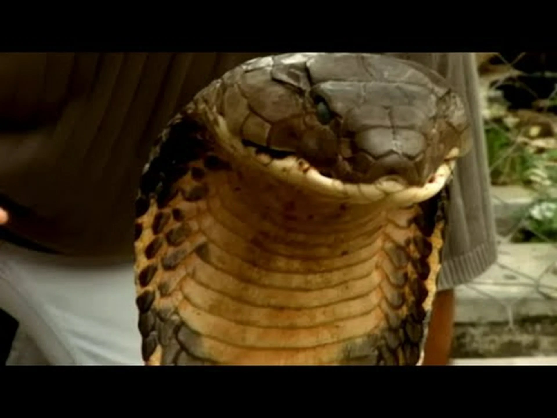 史上最大のマツヘビを発見! 史上最大のマツヘビを発見!