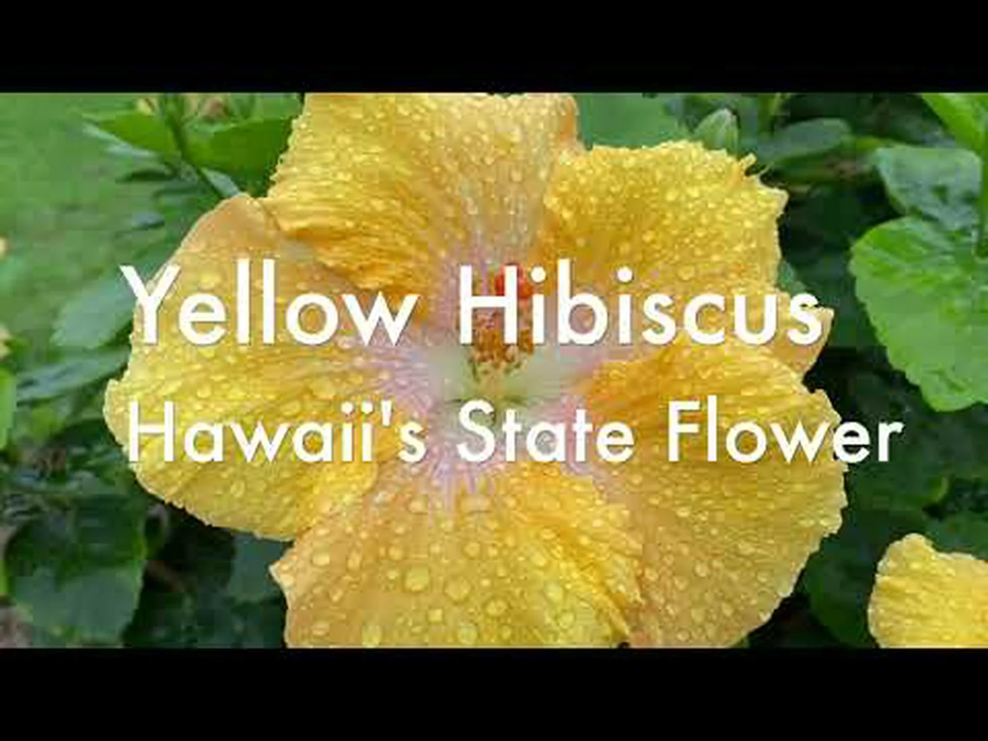 ハワイの公式州花である黄色いハイビスカスを発見しましょう ハワイの公式州花である黄色いハイビスカスを発見しましょう