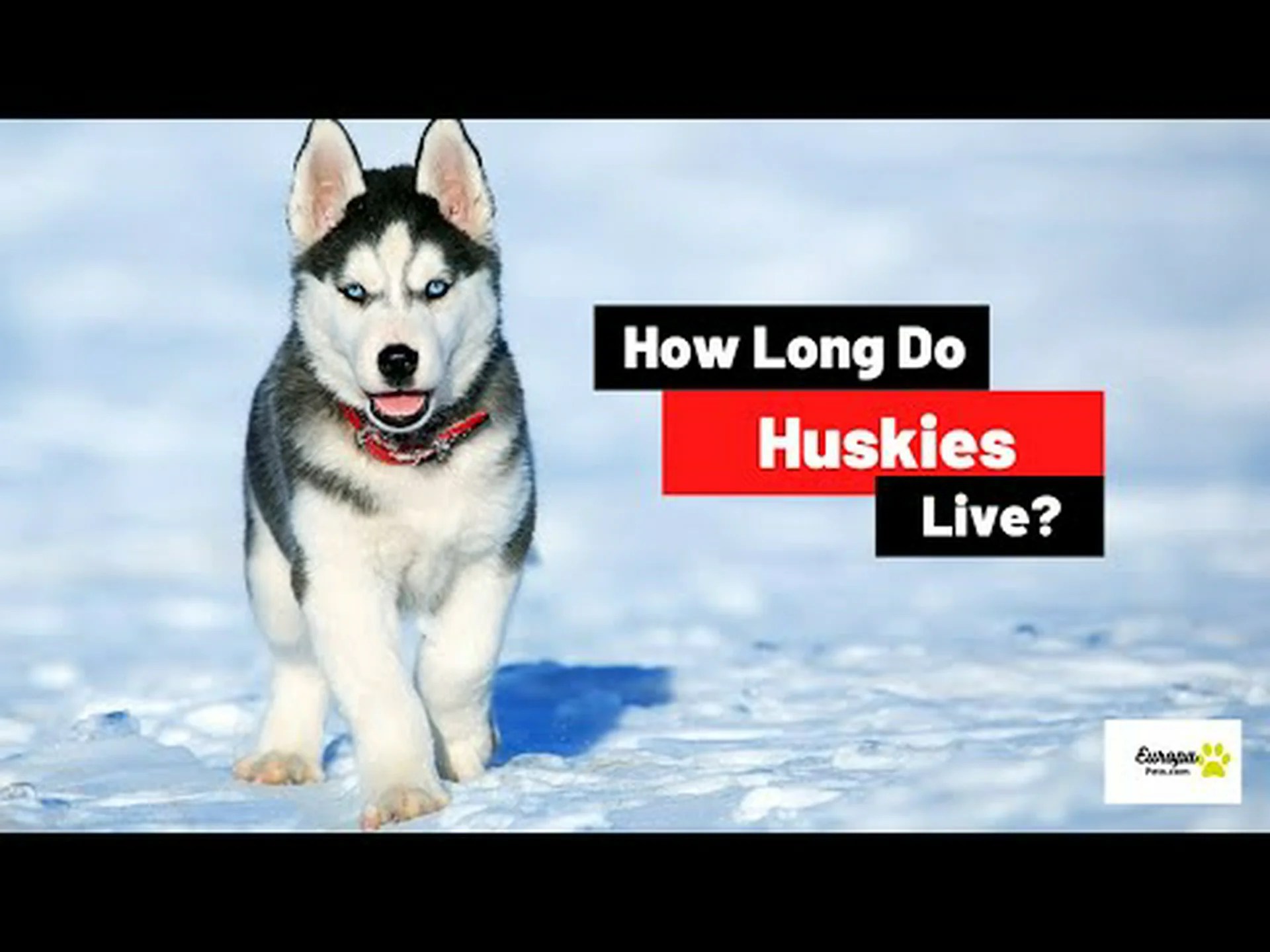 ハスキーの寿命: ハスキーはどのくらい生きますか? ハスキーの寿命: ハスキーはどのくらい生きますか?