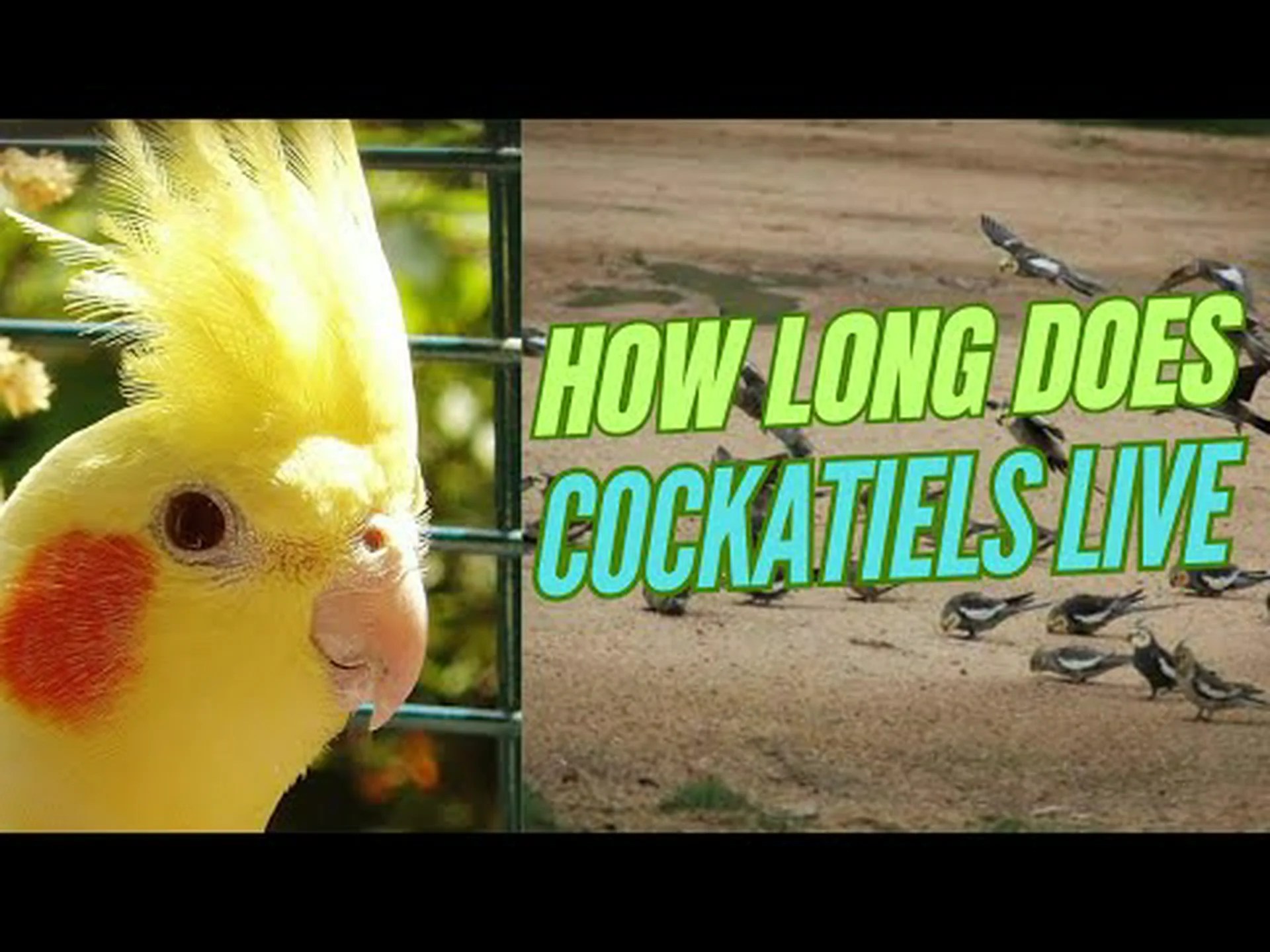 世界最大のダイヤモンドを発見する 世界最大のダイヤモンドを発見する